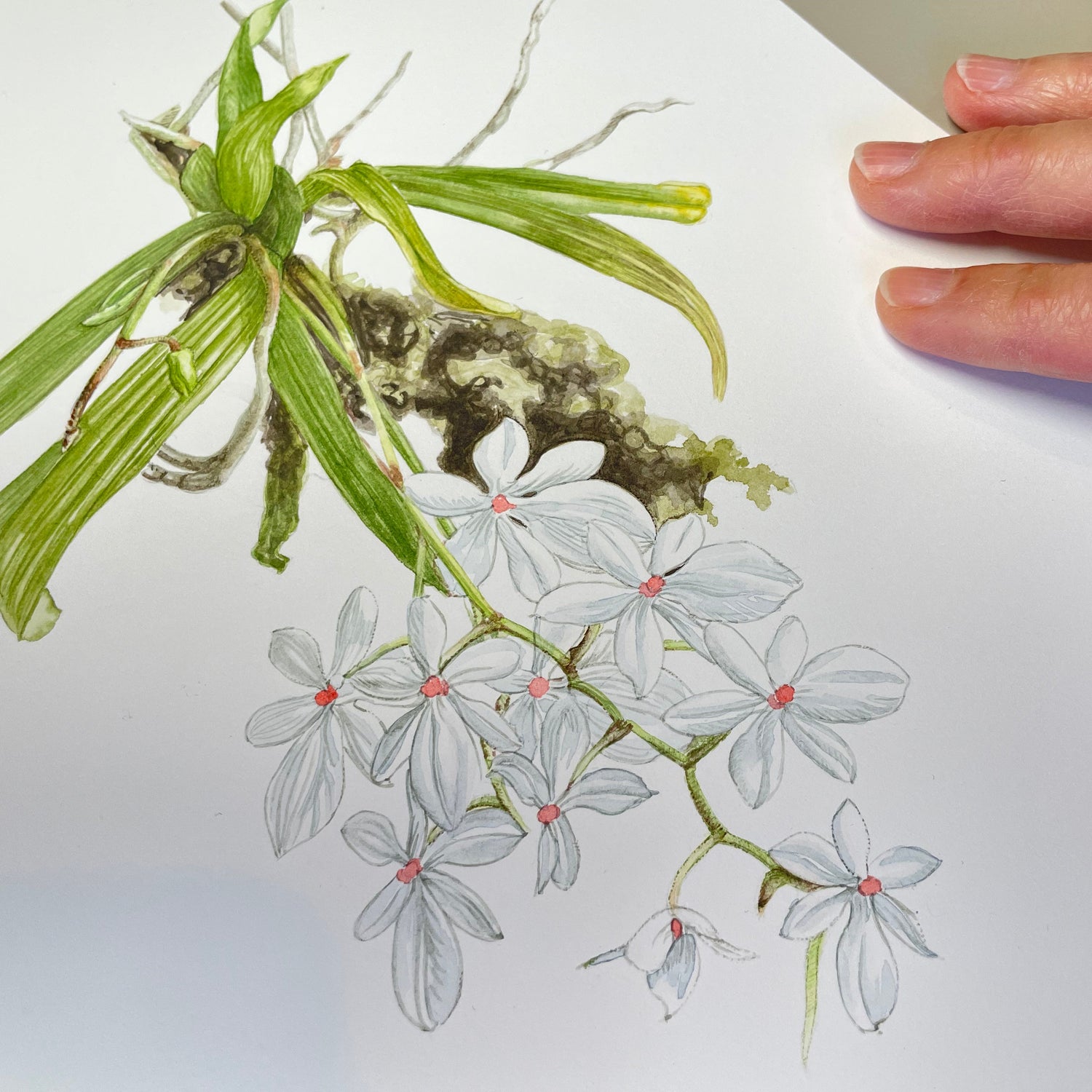 Florescence