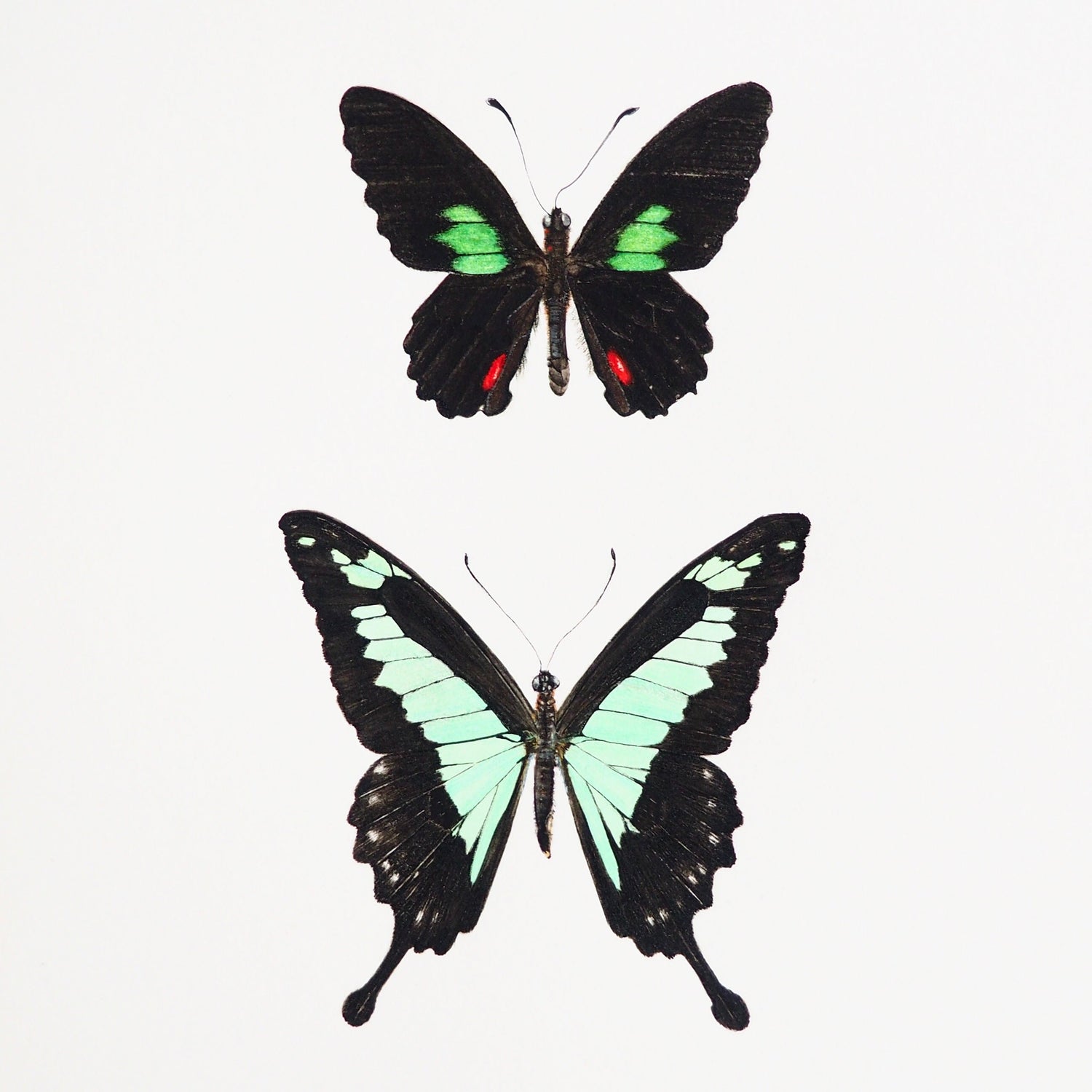 Chasse aux papillons