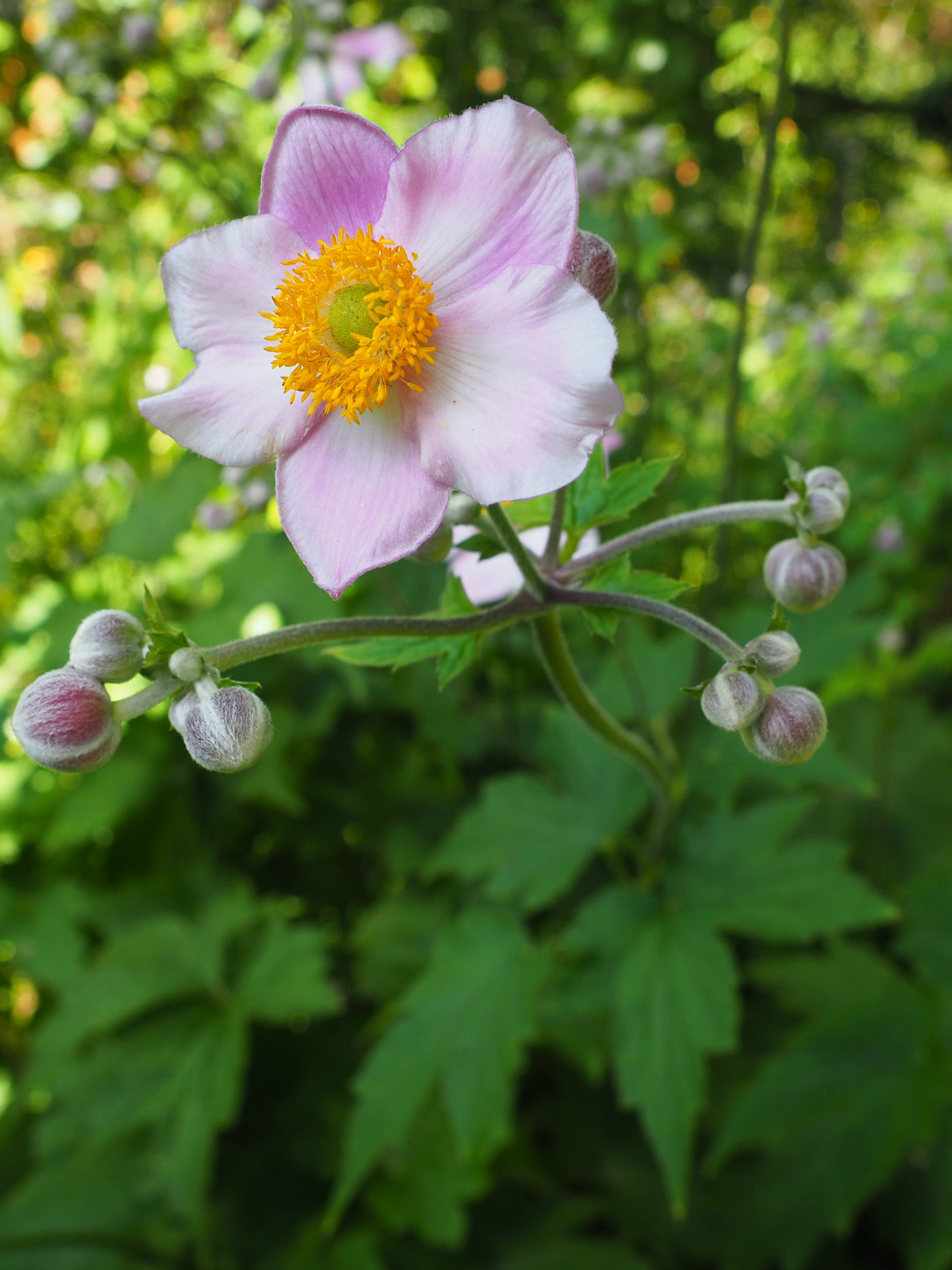 ANÉMONES & PENSÉES CLASS - ILLUSTRATION BOTANIQUE - 25 AVRIL 2026