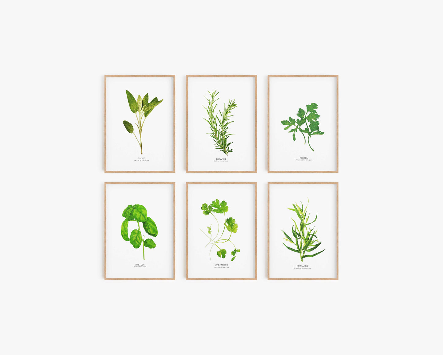 HERBE AROMATIQUE SET