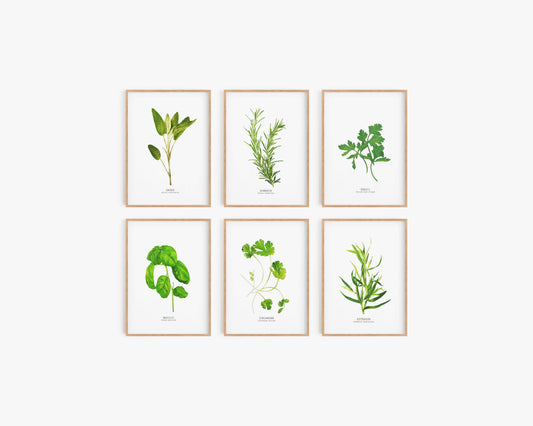 HERBE AROMATIQUE SET