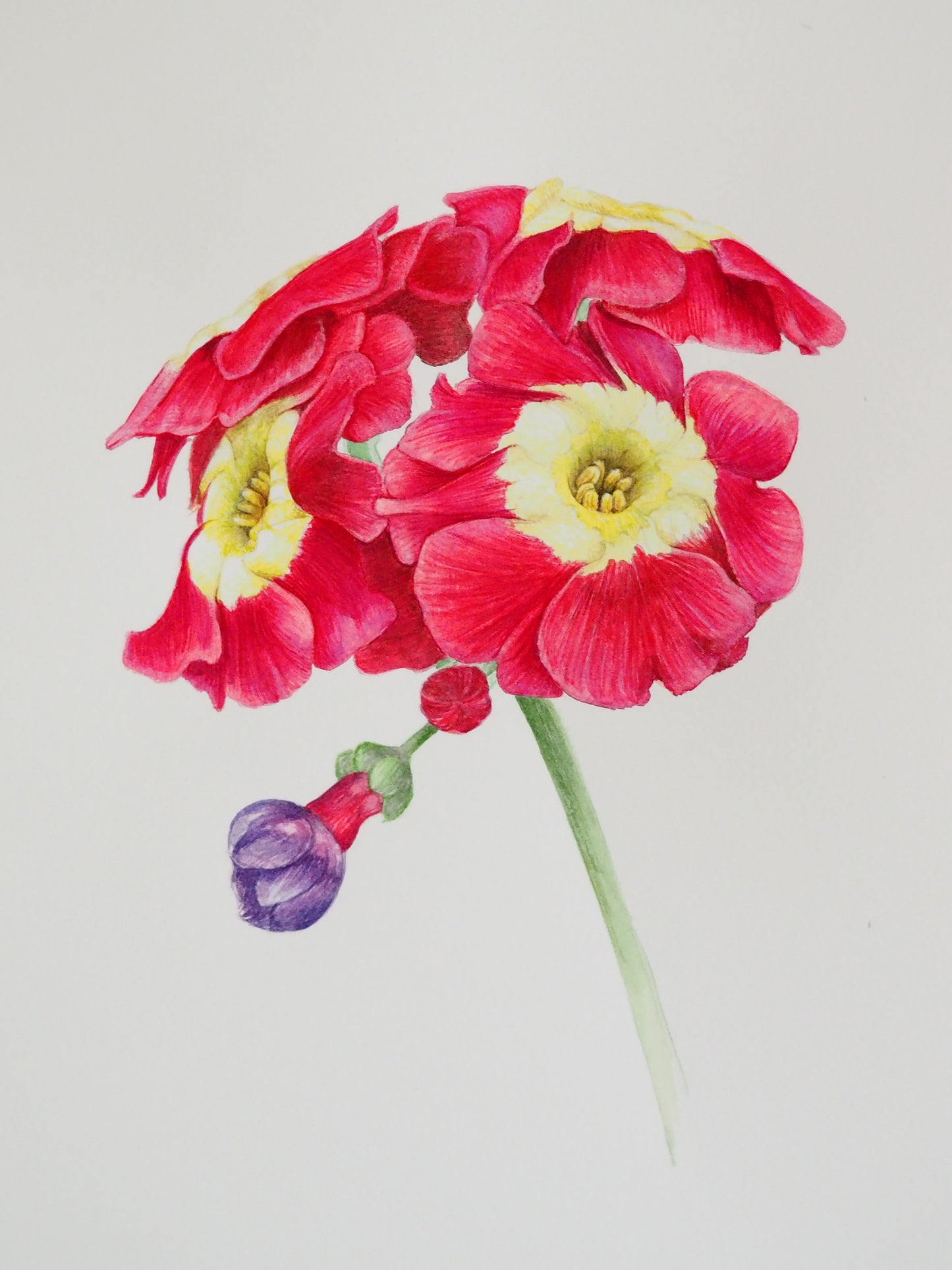 Illustration botanique de Primula pubescens x rufus à l'aquarelle, primevère alpine rouge