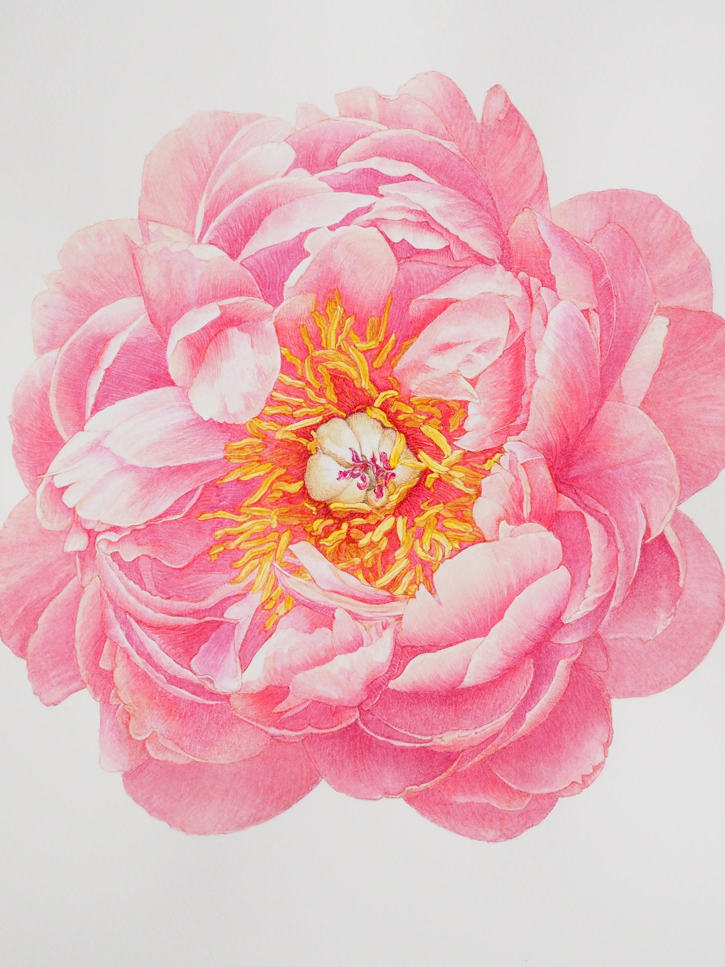 lllustration botanique à l'aquarelle de pivoine herbacée rose (Paeonia lactiflora), floraison printanière