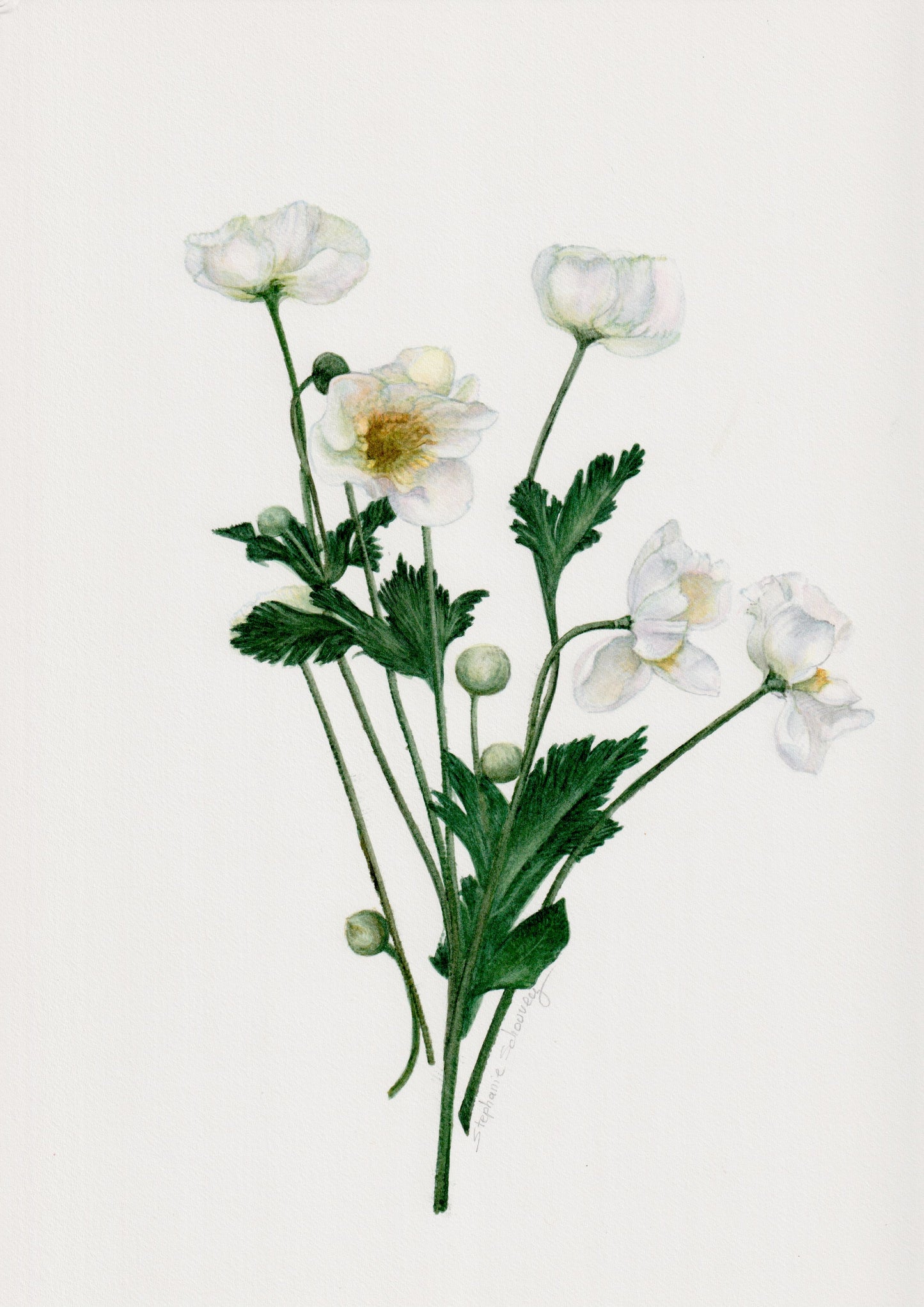 Illustration botanique de renoncules blanches (Ranunculus ololeucos, Ranunculaceae)