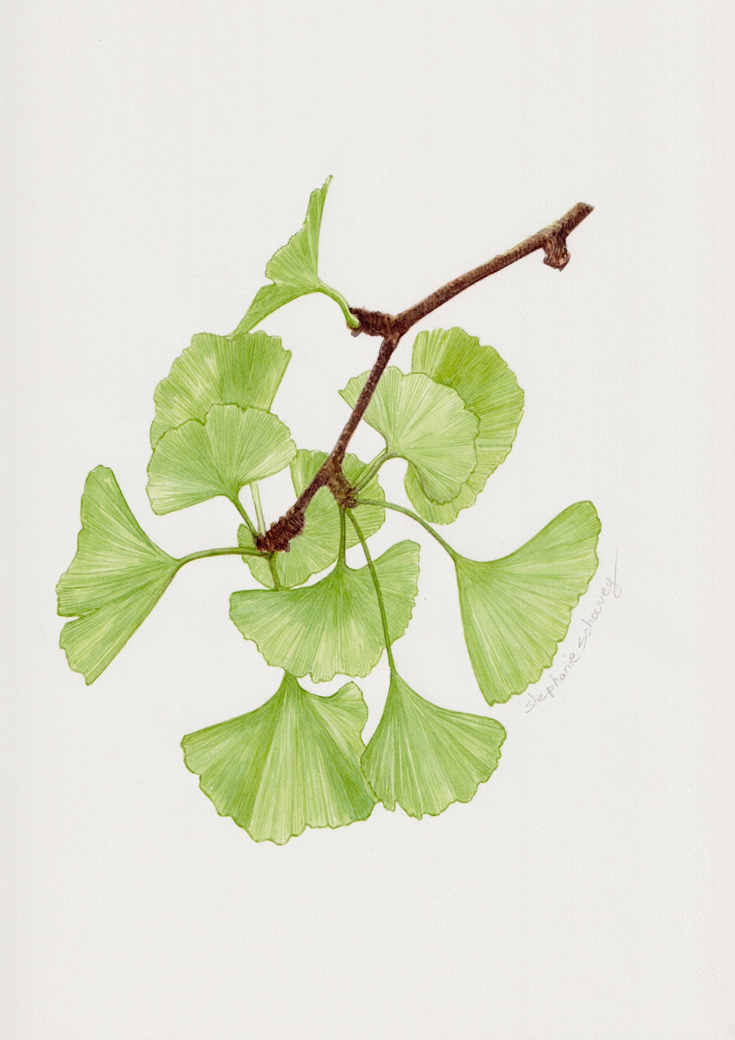 Illustration botanique à l'aquarelle de feuilles vertes en éventail de ginkgo biloba (Ginkgoaceae), gymnosperme aux nervures délicates