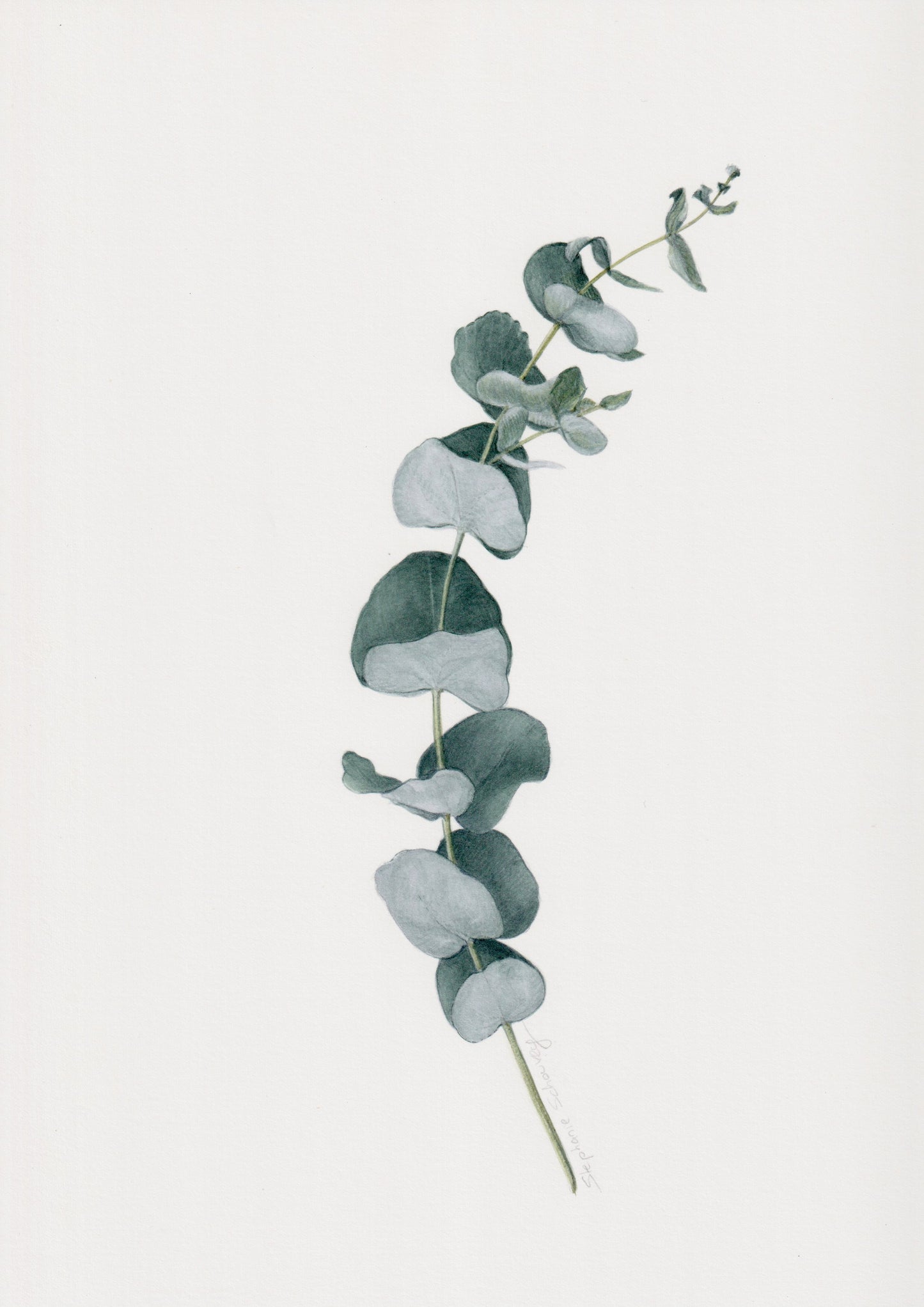 Aquarelle botanique d'Eucalyptus cinerea, branche isolée aux feuilles vert cendré