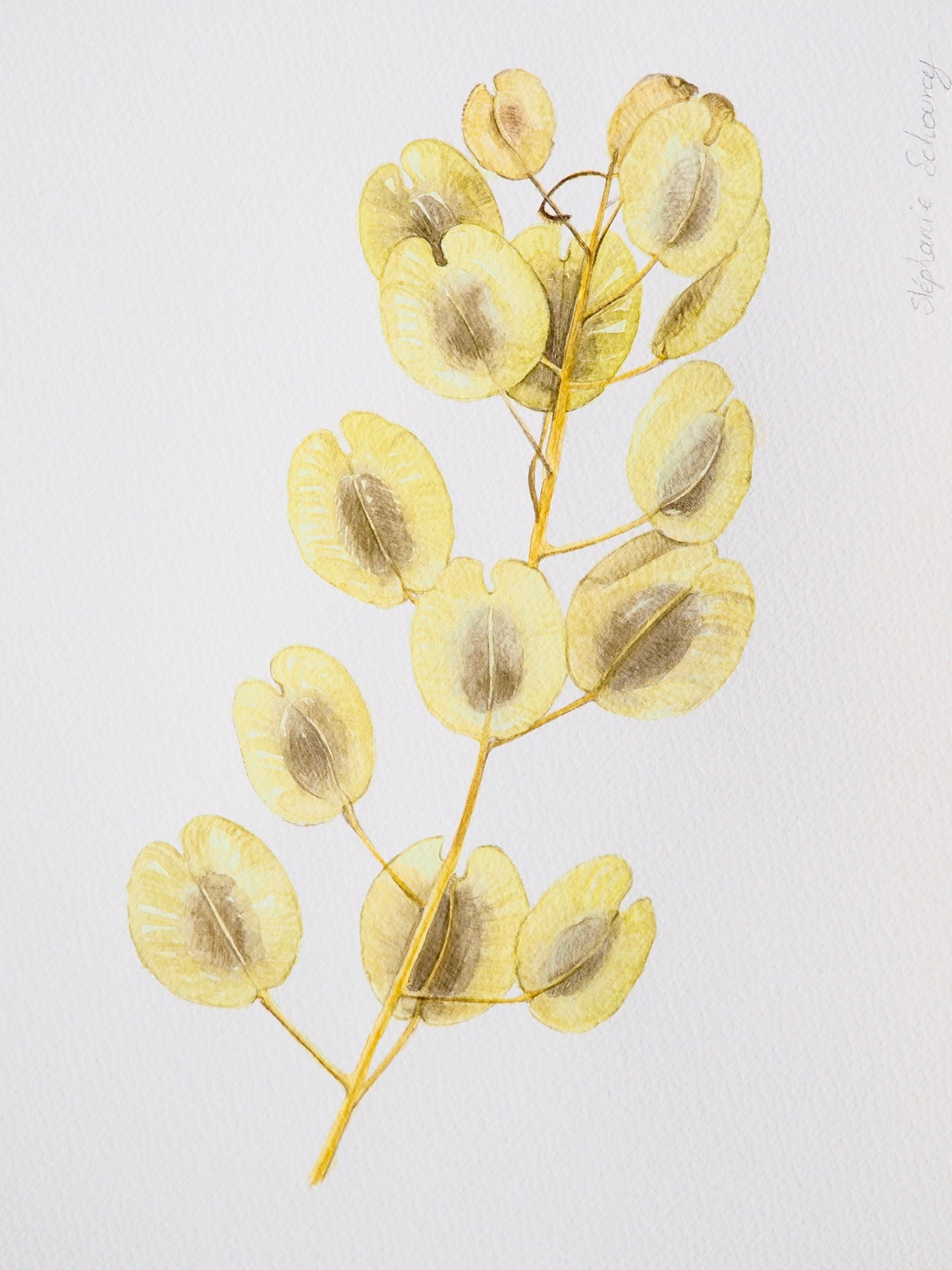Illustration botanique à l'aquarelle de monnaie-du-pape ou lunaire (Lunaria annua), plante aux silicules translucides argentées