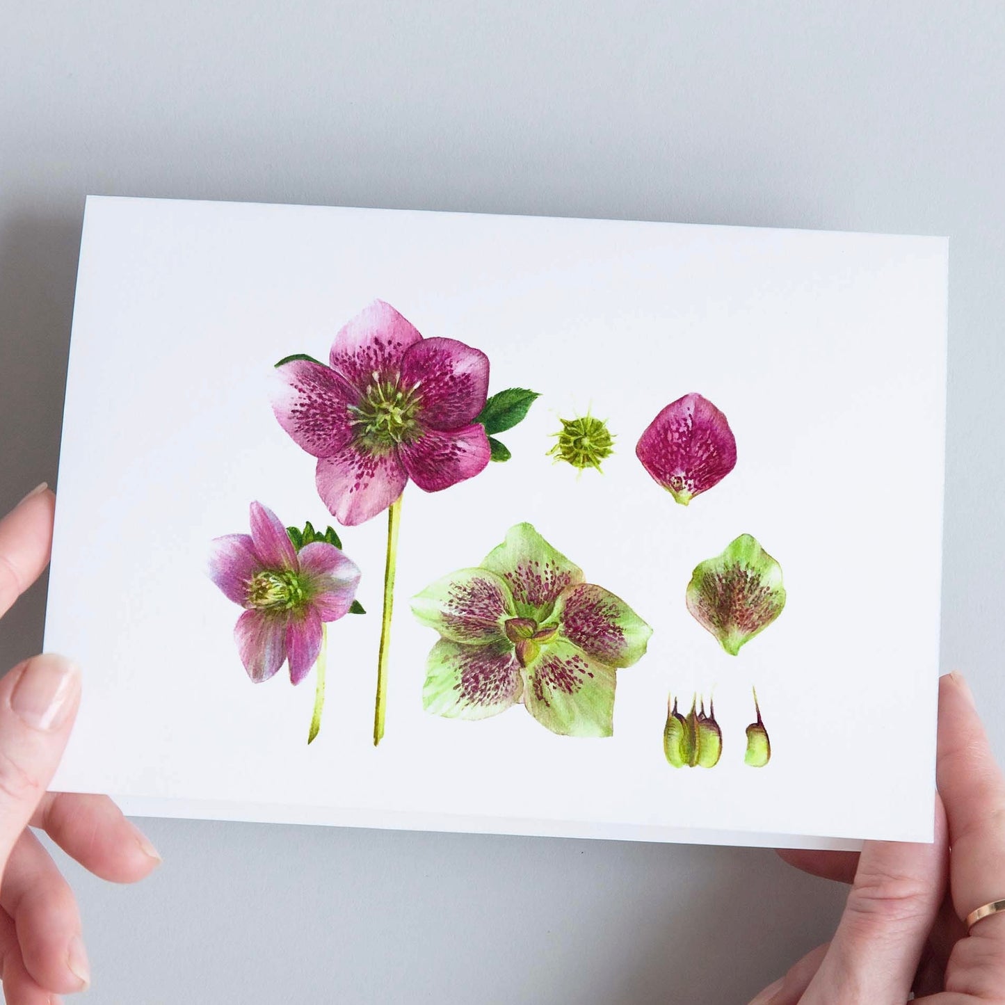 CARTE DOUBLE HELLEBORE 2