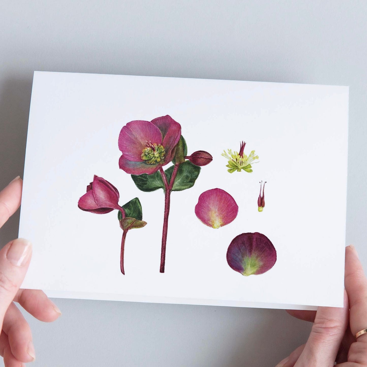 CARTE DOUBLE HELLEBORE 1