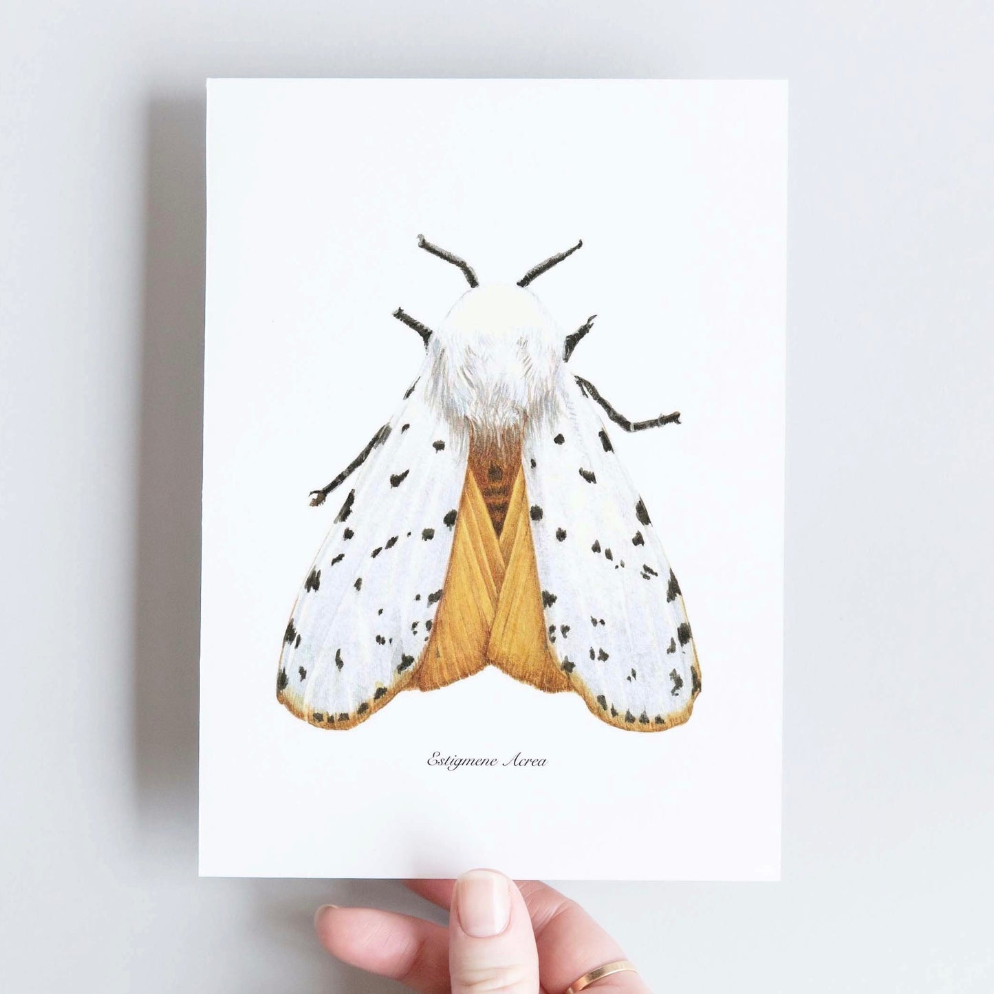 CARTE DOUBLE ESTIGMENE ACREA