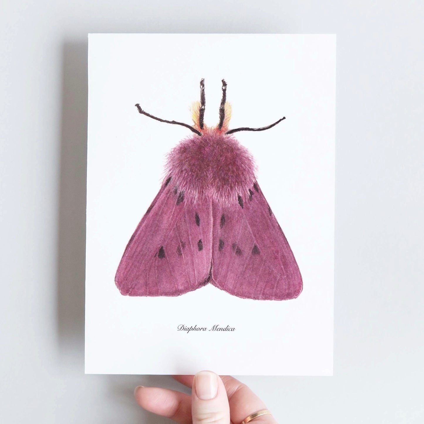 CARTE DOUBLE DIAPHORA MENDICA