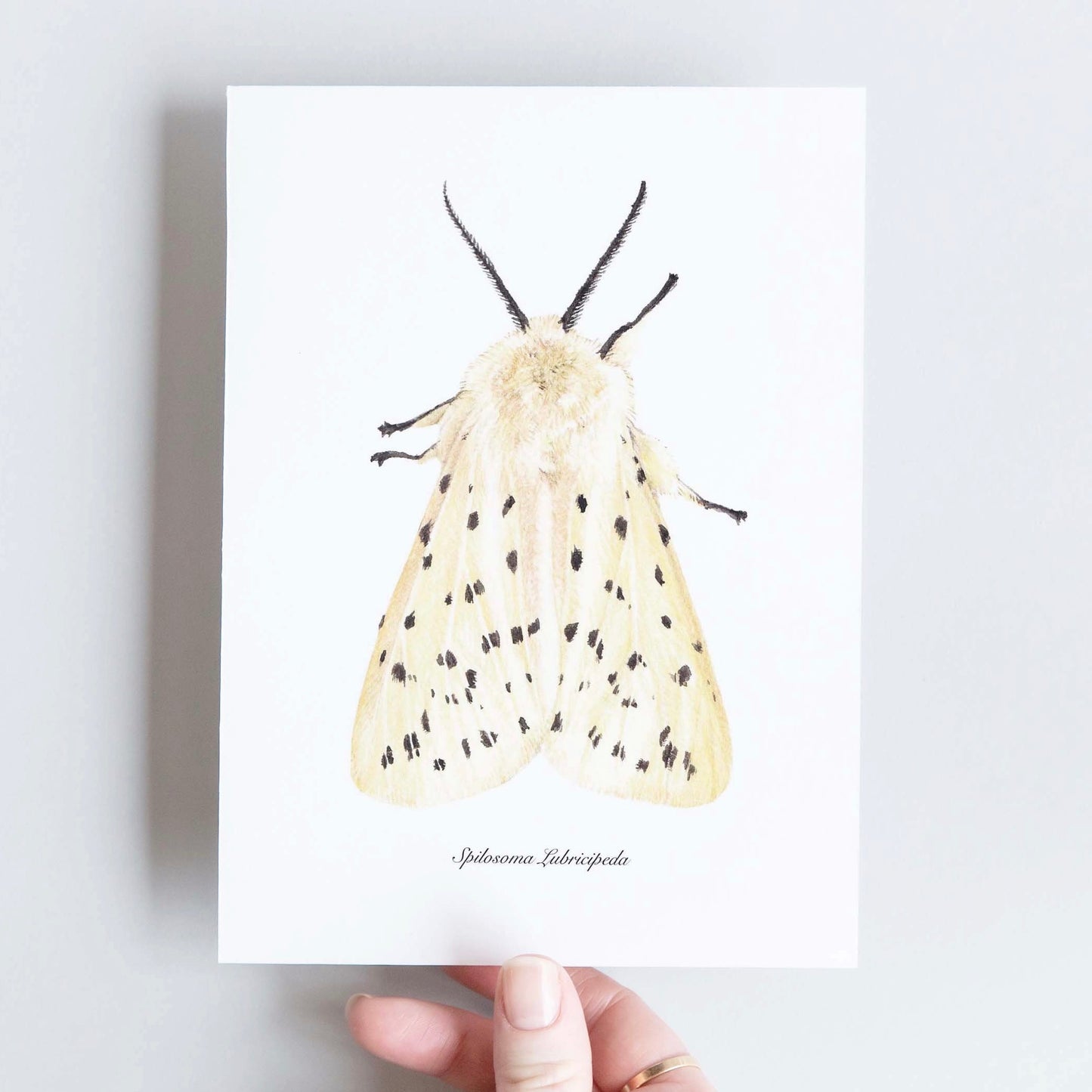 CARTE DOUBLE SPILOSOMA LUBRICIPEDA