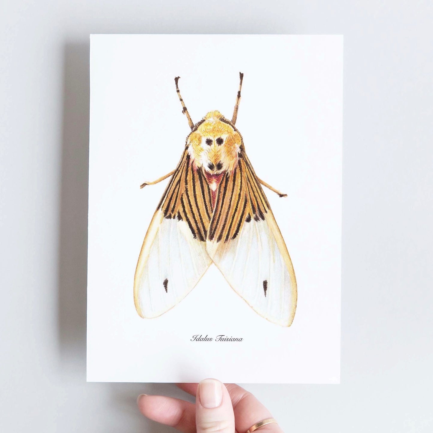 CARTE DOUBLE IDALUS TUISIANA