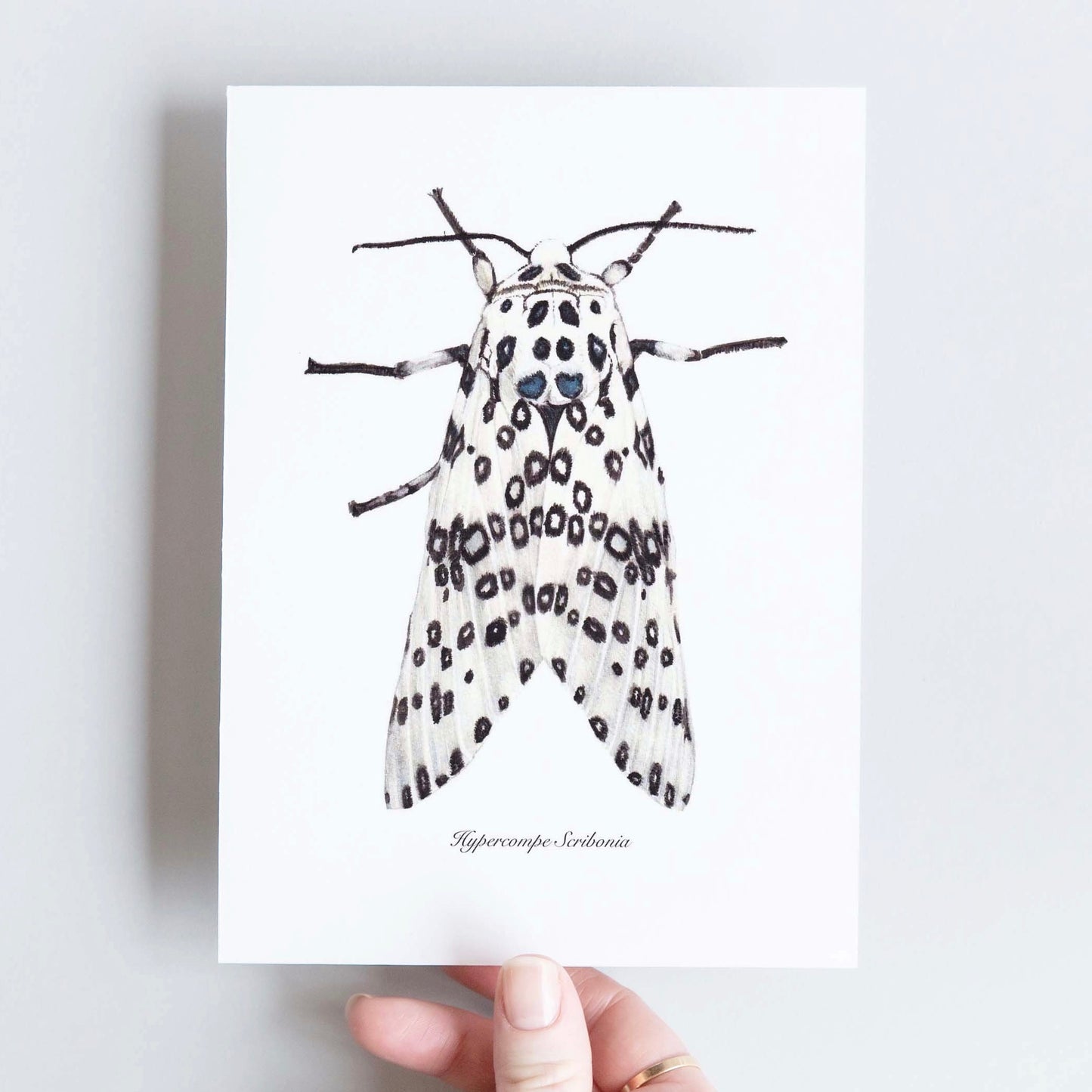 CARTE DOUBLE HYPERCOMPE SCRIBONIA