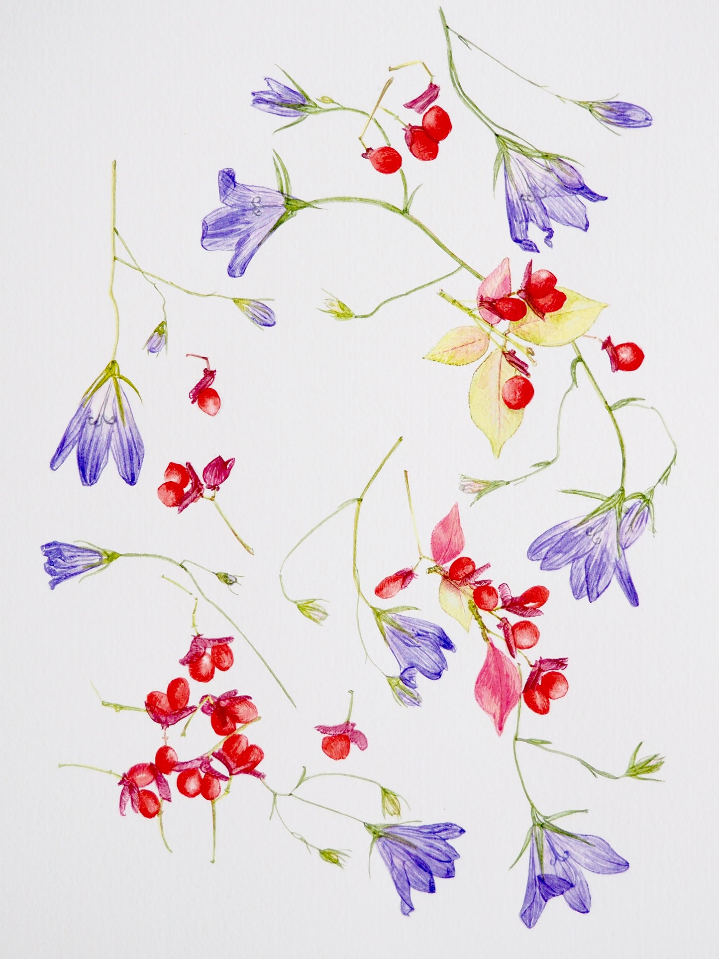 Illustration botanique à l'aquarelle d'envolée de baies rouges d'épine-vinette du Japon (Berberis thunbergii) et fleurs mauves délicates