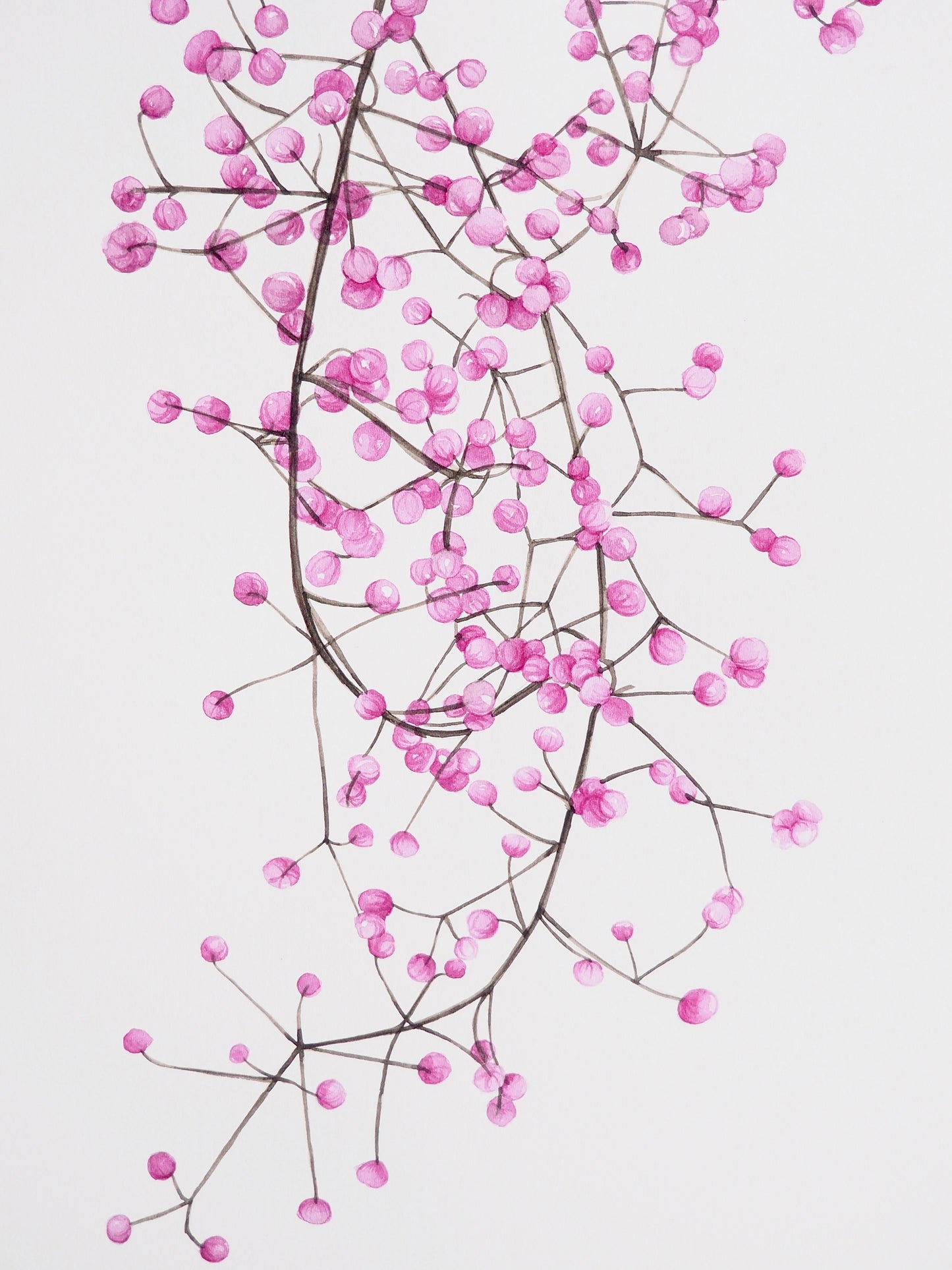 Illustration botanique à l'aquarelle de symphorine Magic Berry aux petites baies roses d'automne