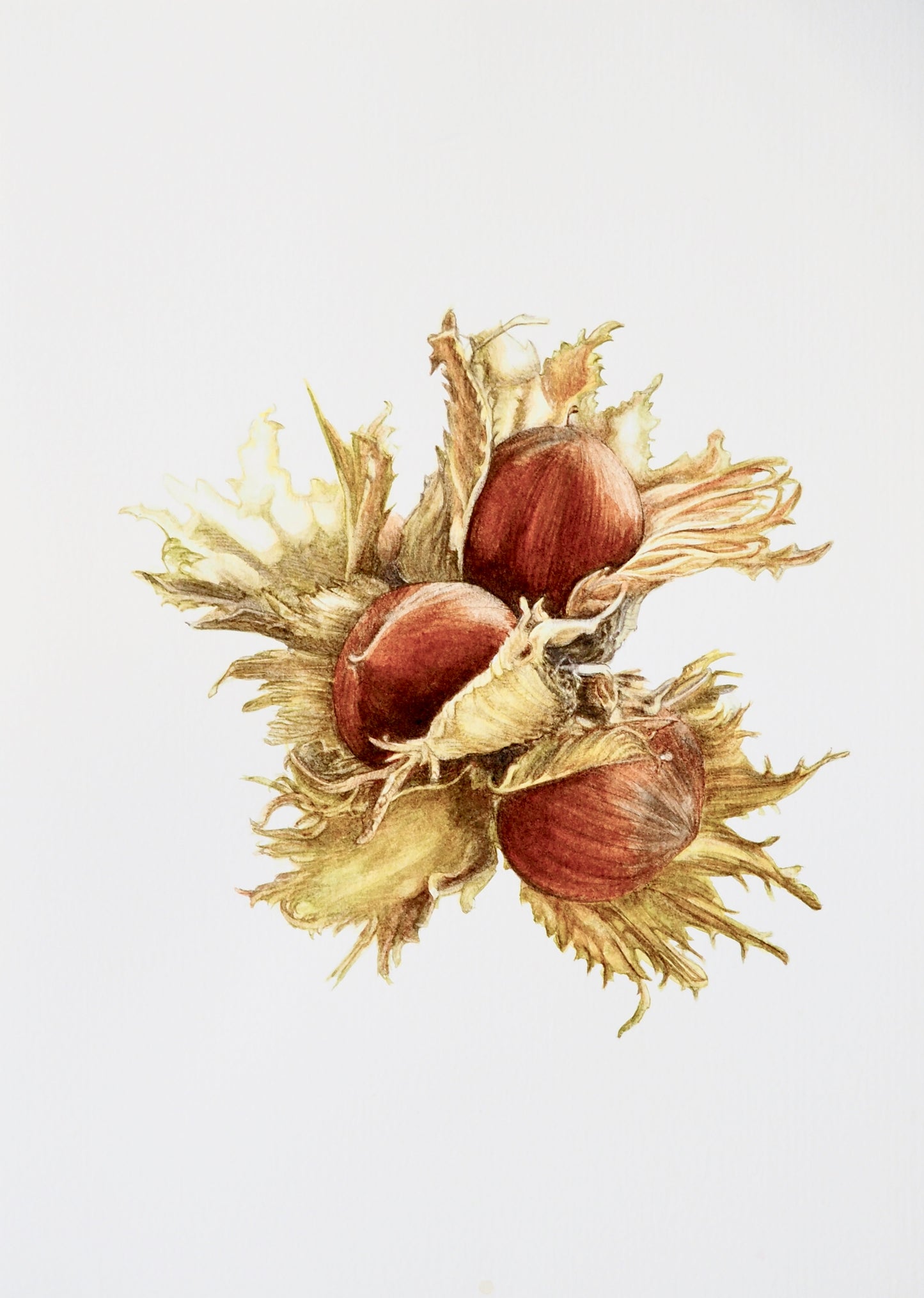 Illustration botanique à l'aquarelle de noisettes communes (Corylus avellana), fruits à coque