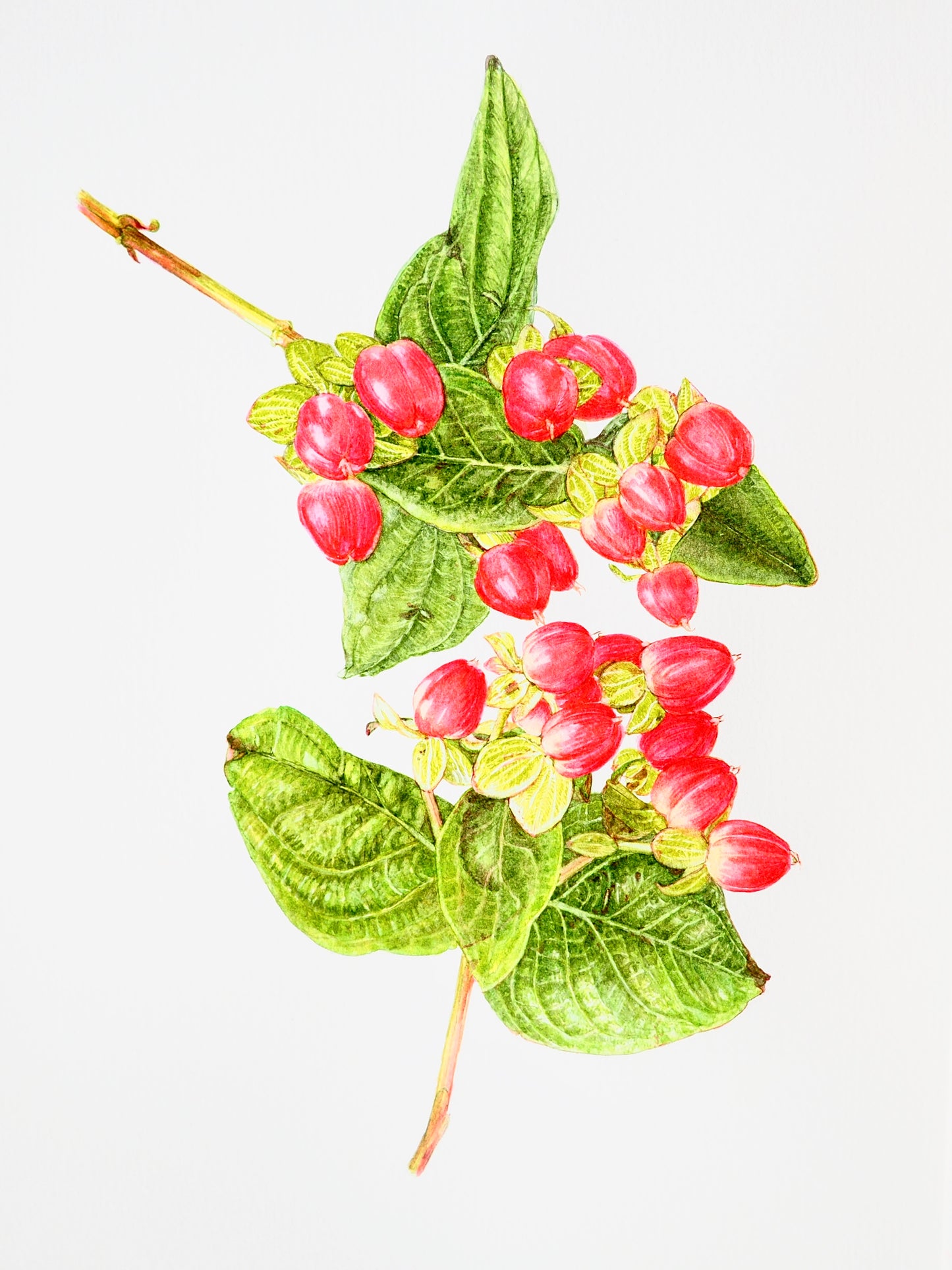 Illustration botanique à l'aquarelle de millepertuis (Hypericum) aux petits fruits rouges ovales, fermes et brillants, groupés sur les tiges