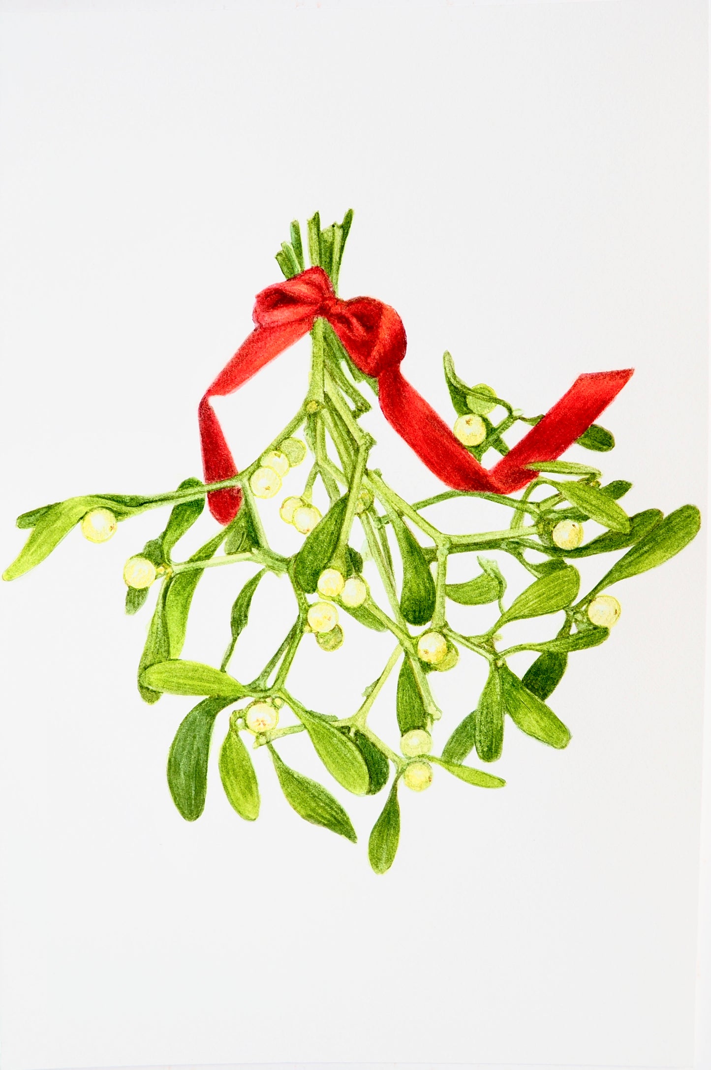 Illustration à l'aquarelle de branche de gui (Viscum album) avec baies blanches et ruban rouge, plante parasite traditionnelle de Noël