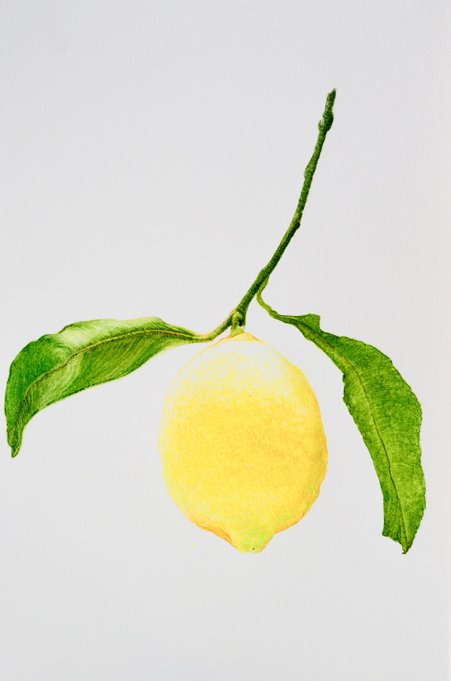 SMALL CITRON