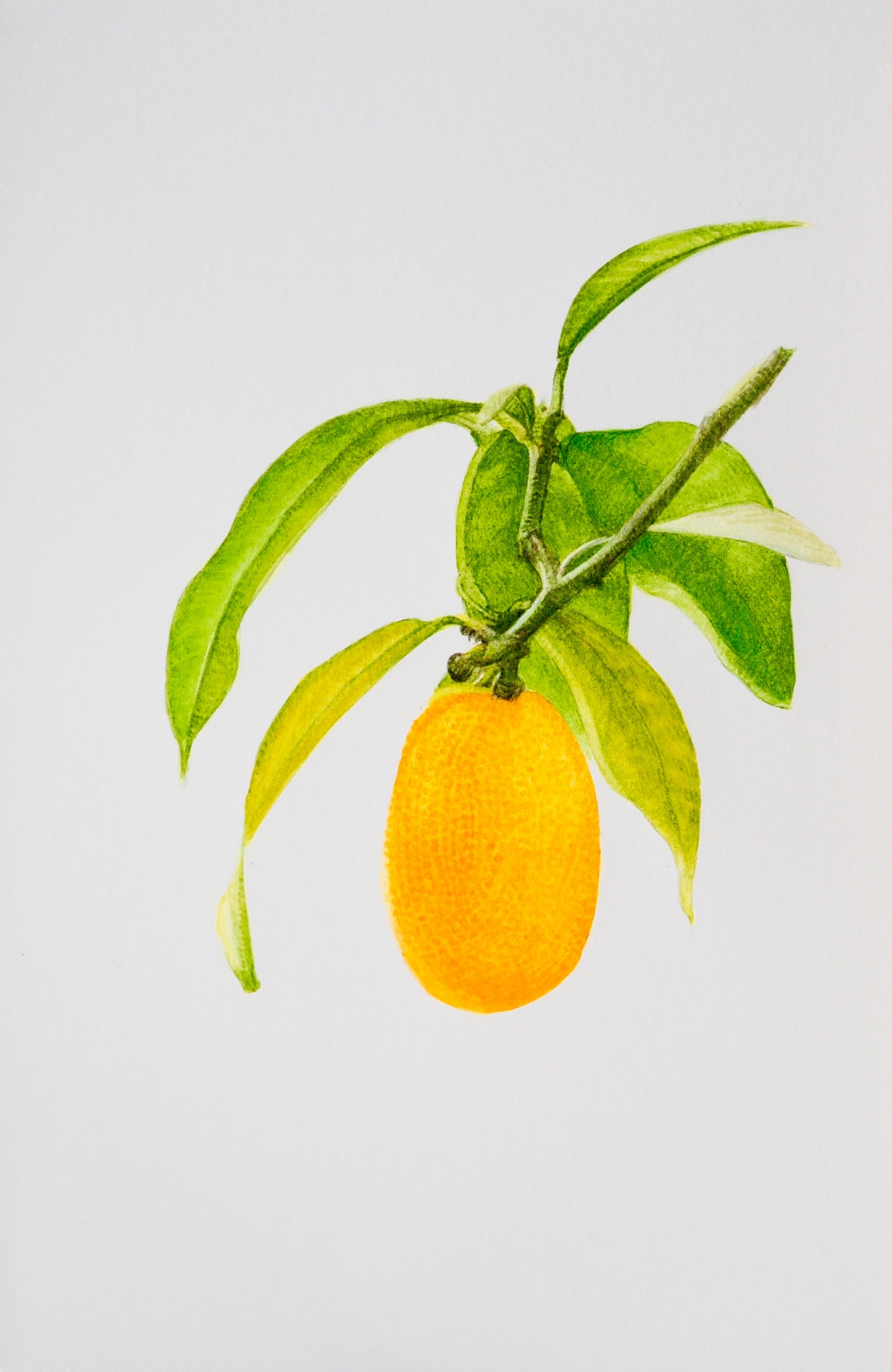 KUMQUAT