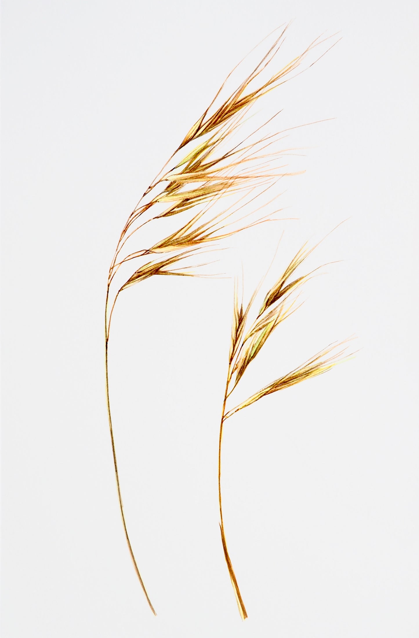 Illustration botanique à l'aquarelle d'épillet doré, le Brome stérile (Anisantha sterilis) plante monocotylédone, poacées du bord de chemin