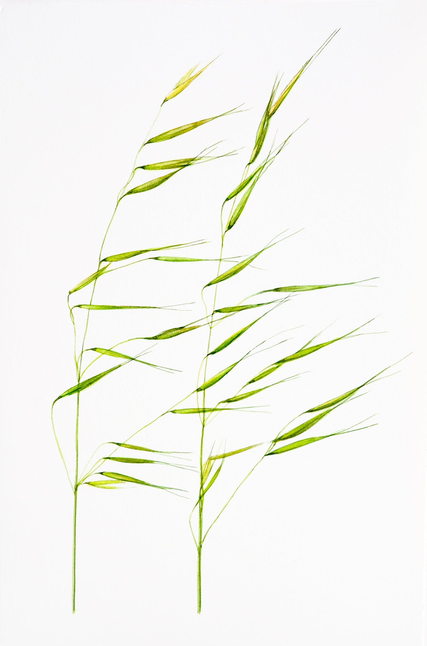 Illustration botanique à l'aquarelle de graminée sauvage verte, panicule d'épillets (folle-avoine), herbe du bord de chemin