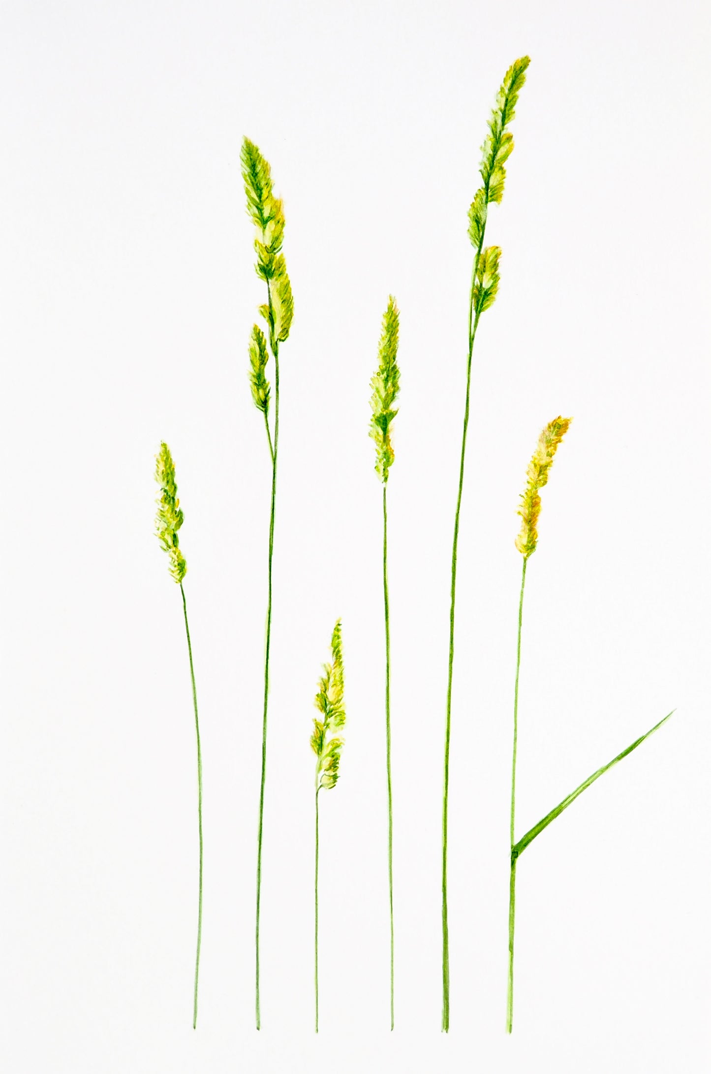 Illustration botanique à l'aquarelle de graminée sauvage (Poacées) verte et dorée, inflorescence en épi