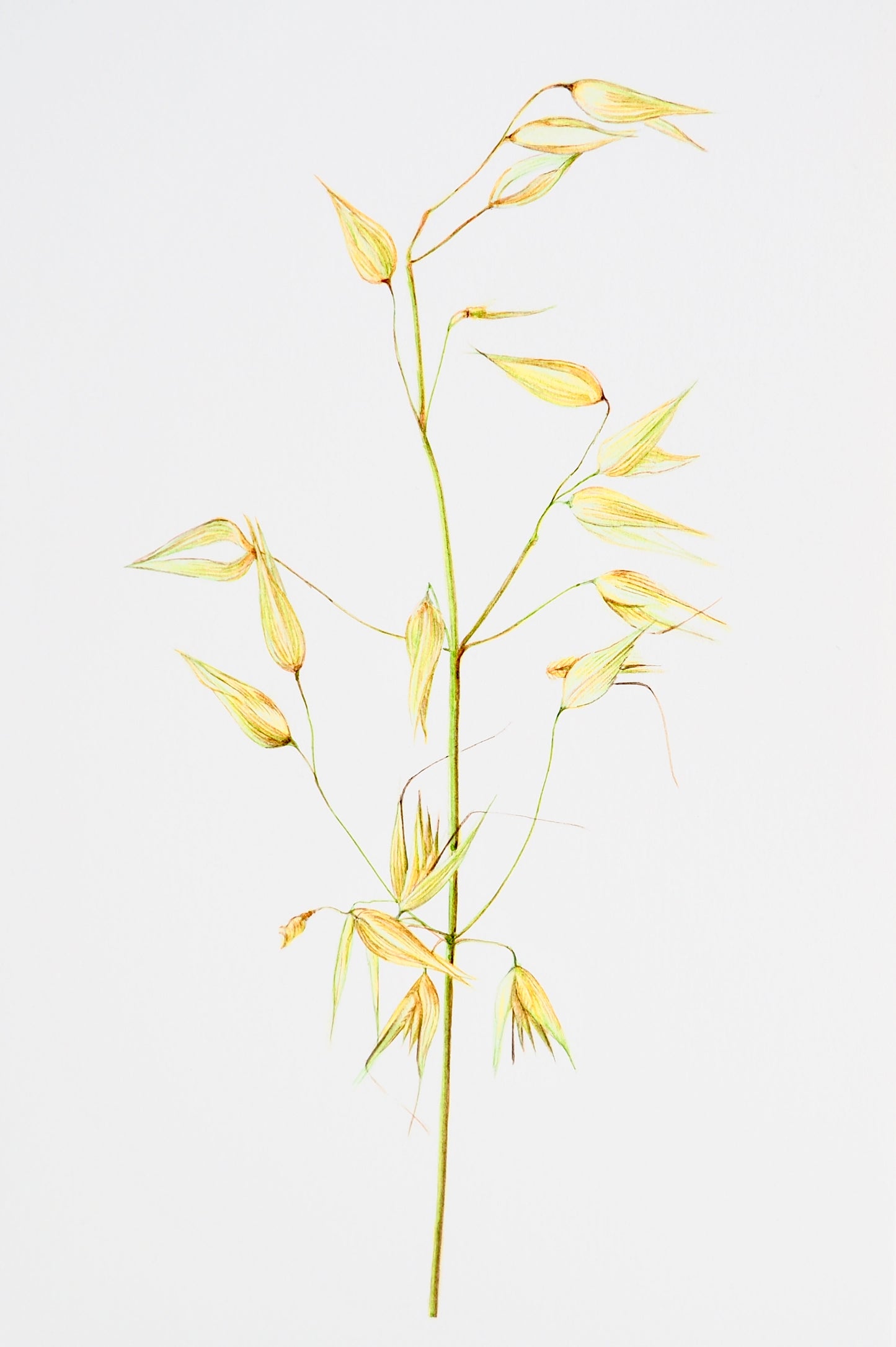 Aquarelle d'épillet méditerranéen jaune, graminée sauvage en panicules, illustration botanique