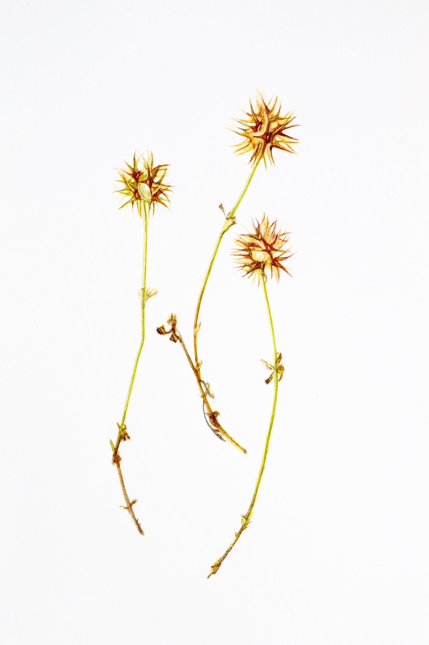 Illustration botanique à l'aquarelle de graminée séchée dorée en étoile, herbe du bord de chemin