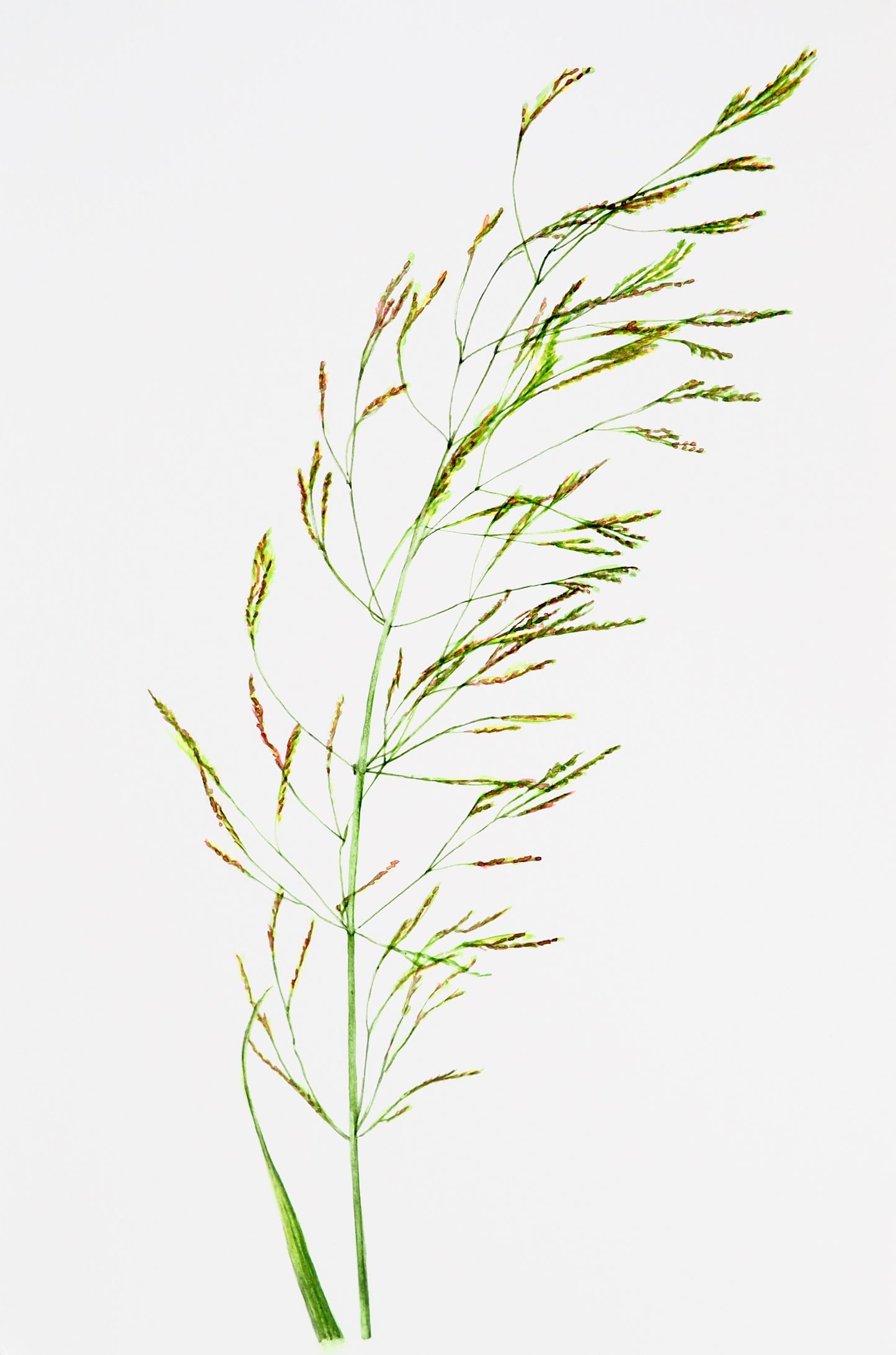 Illustration botanique à l'aquarelle de graminée sauvage verte, épis d'épillets groupés en panicules digitées