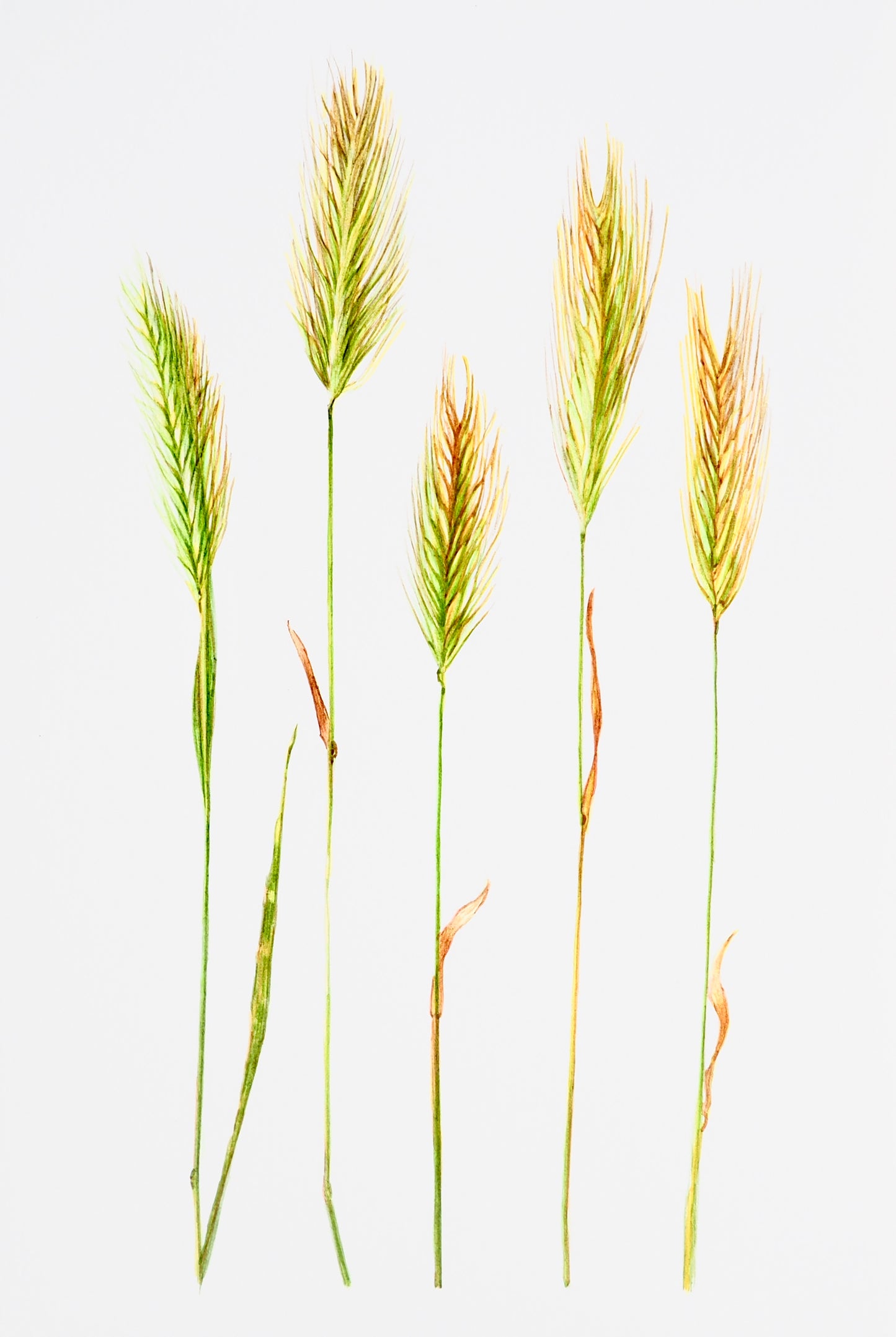 Aquarelle d'épi sec doré, graminée sauvage estivale, illustration botanique