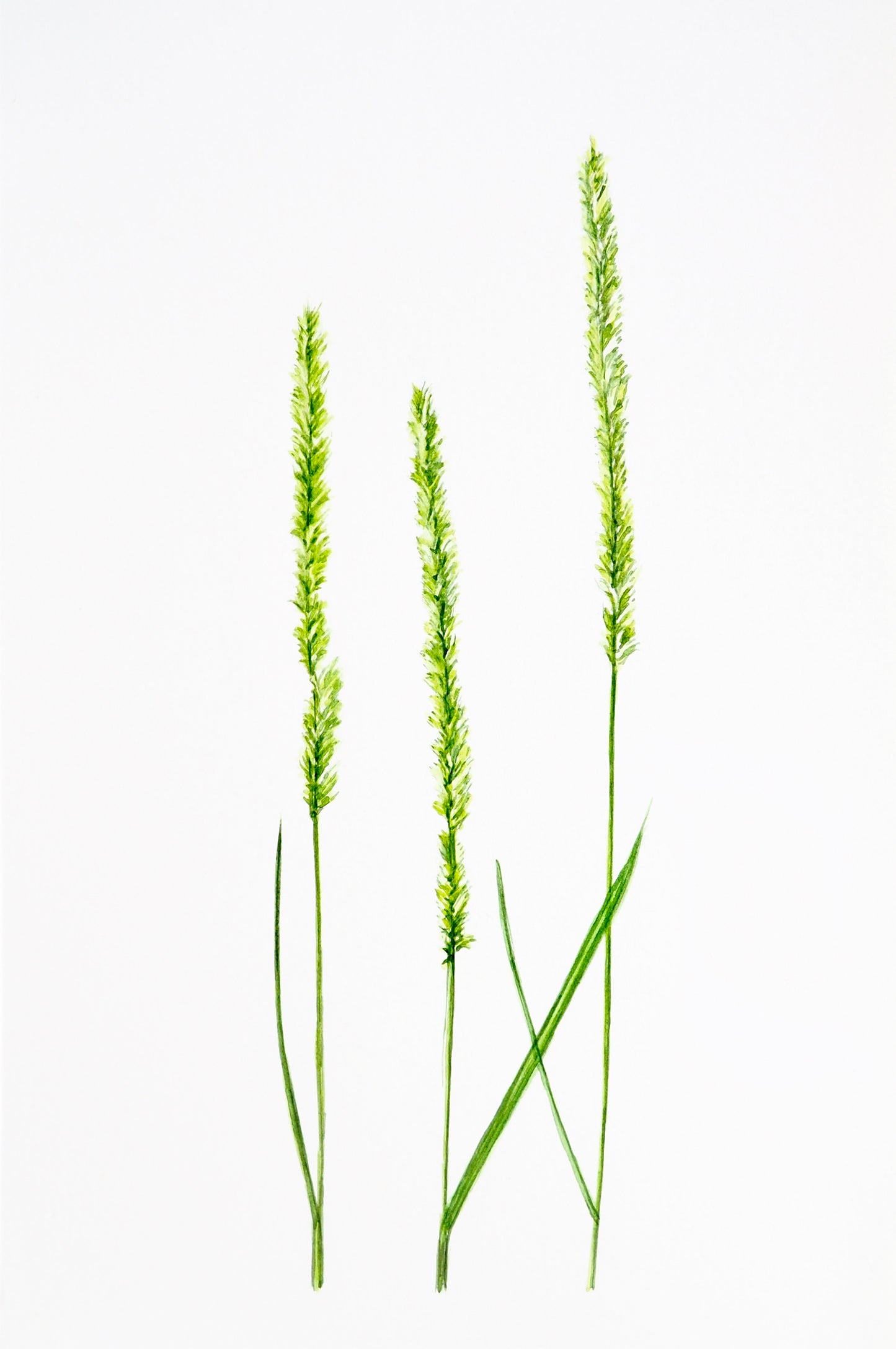 Illustration botanique à l'aquarelle de graminée sauvage verte (Poacées), épi d'épillets sans ramifications