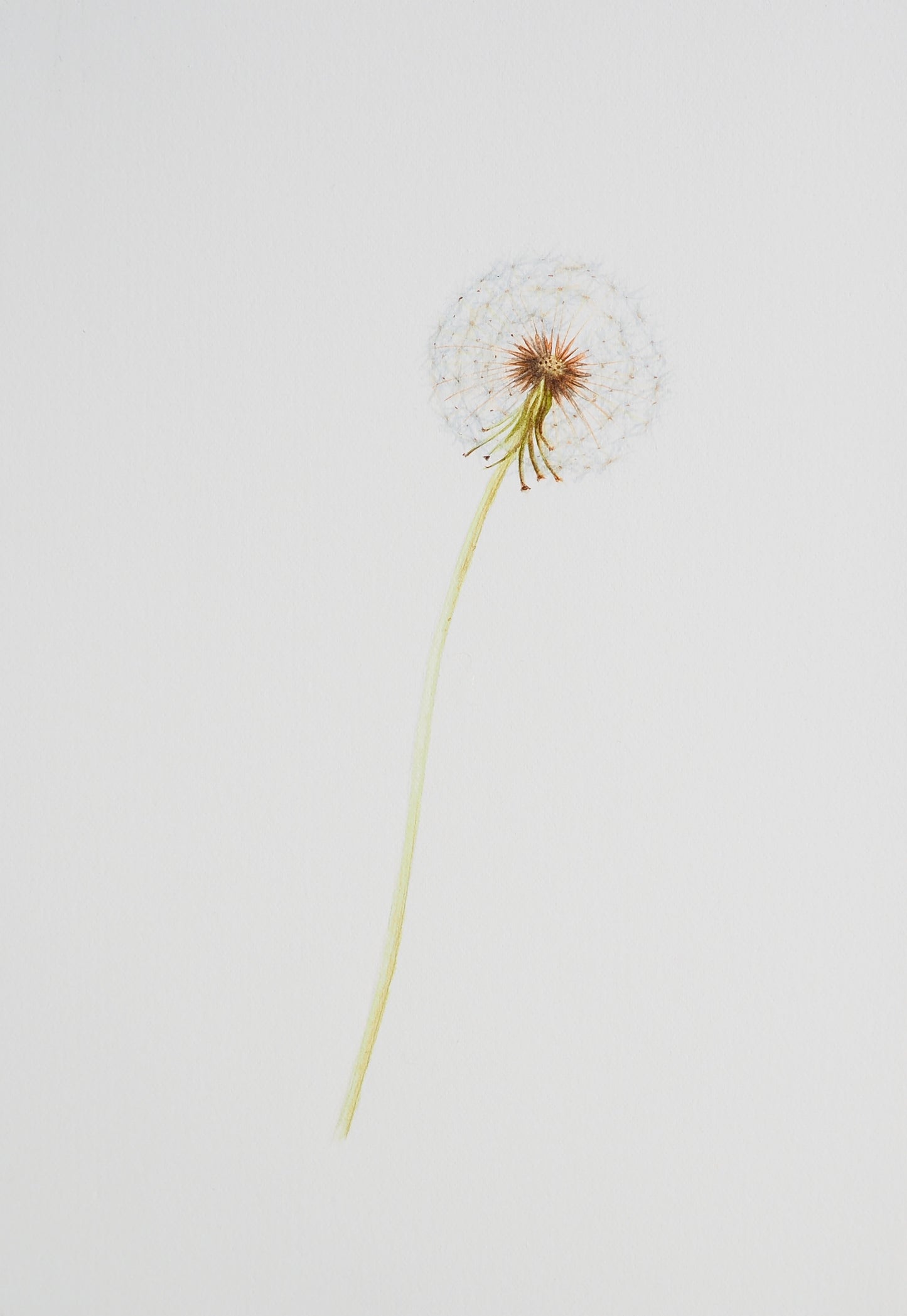 Illustration botanique de Taraxacum dens leonis (pissenlit) à l'aquarelle, capitule d'akènes blanc duveteux