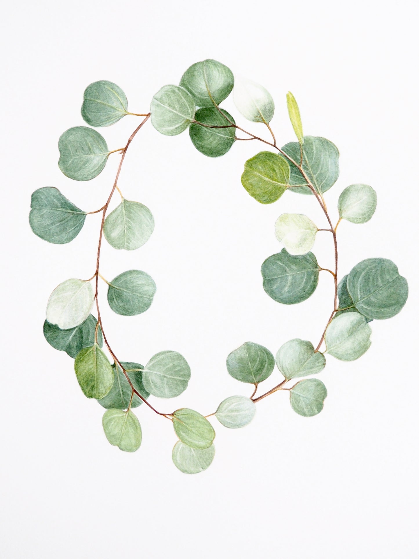 Aquarelle botanique d'Eucalyptus cinerea en couronne, feuilles vert cendré, arbre endémique d'Australie