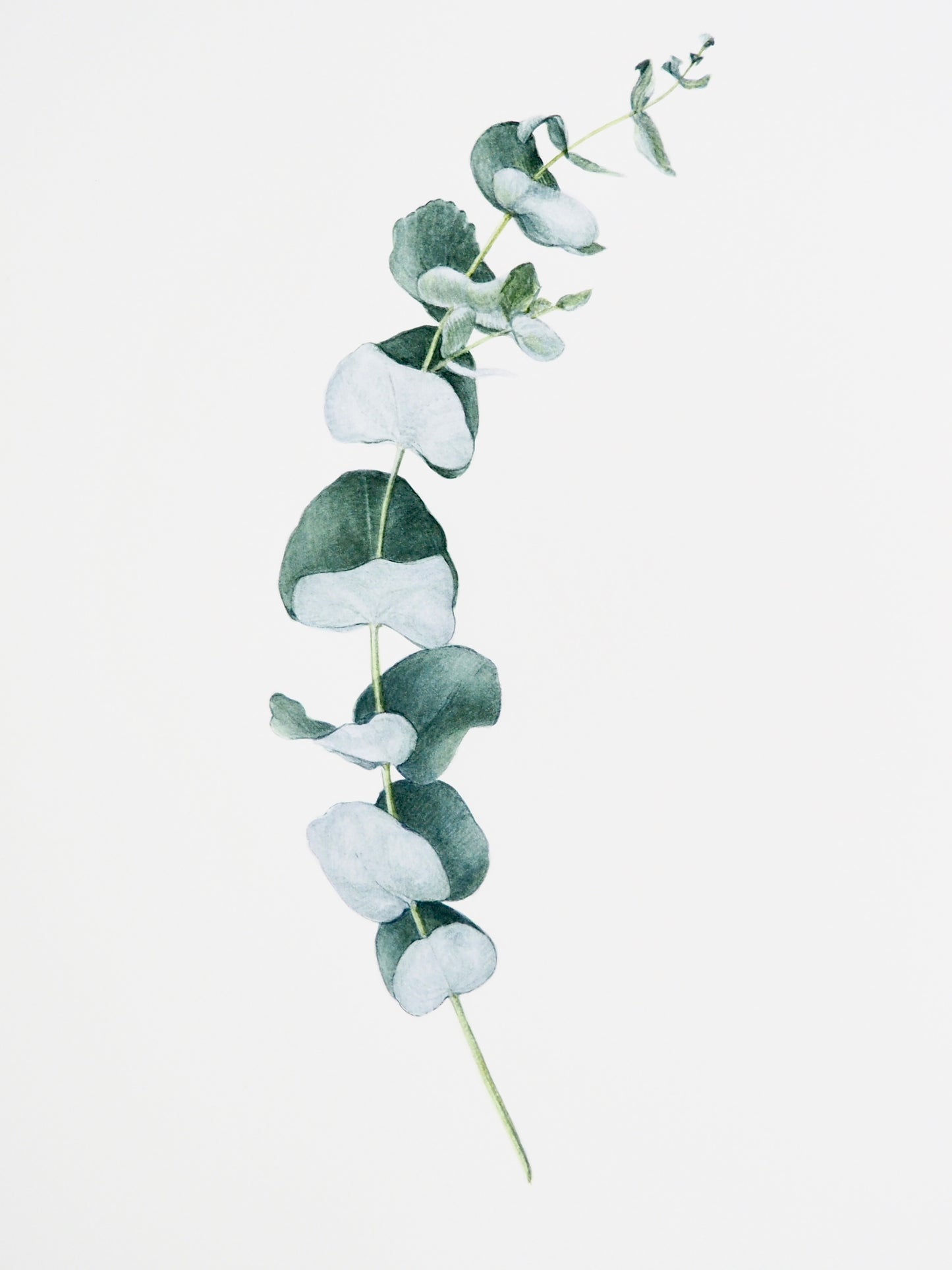 Aquarelle botanique d'Eucalyptus cinerea, branche isolée aux feuilles vert cendré, arbre endémique d'Australie