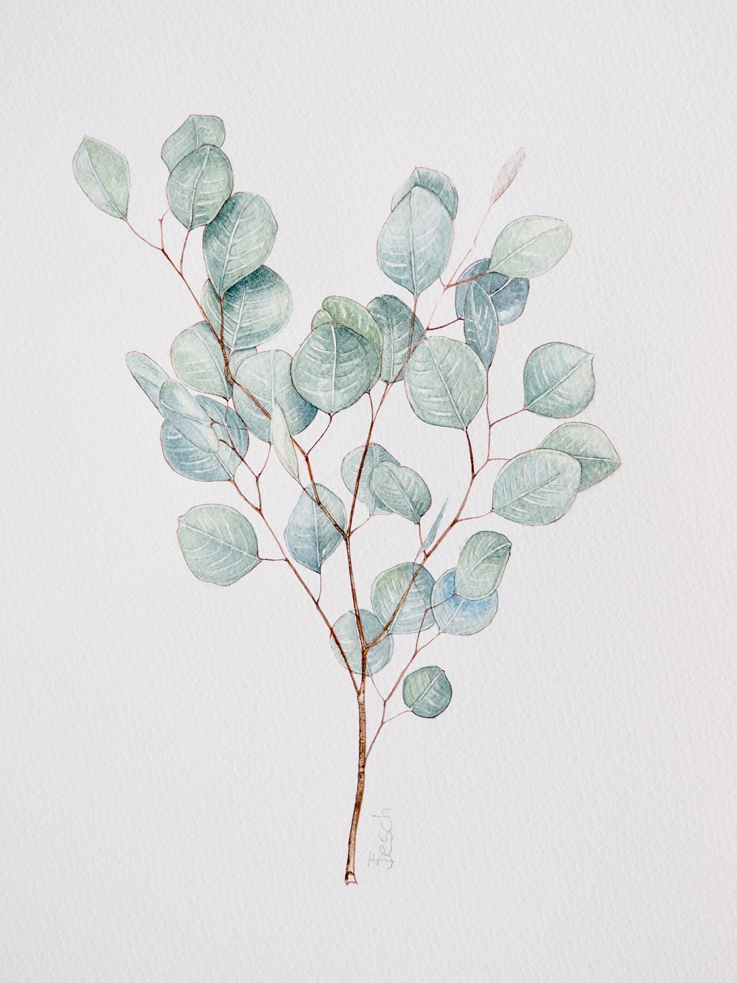 Illustration botanique à l'aquarelle de branche d'eucalyptus cinerea, feuillage vert cendré, pommier d'Argyle ou arbre à dollar d'argent