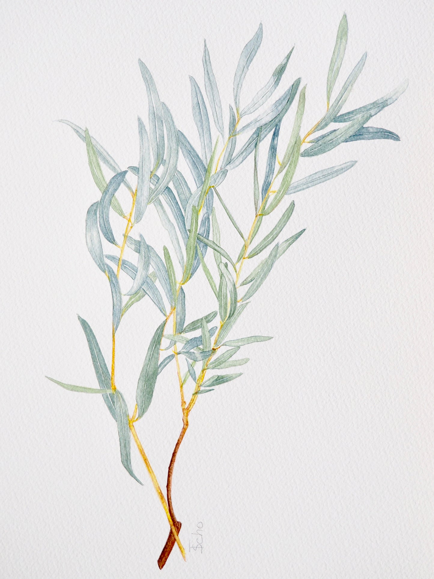 Illustration botanique à l'aquarelle d'eucalyptus globulus, gommier bleu aux feuilles allongées vert cendré (Myrtaceae), arbre sempervirent d'Australie