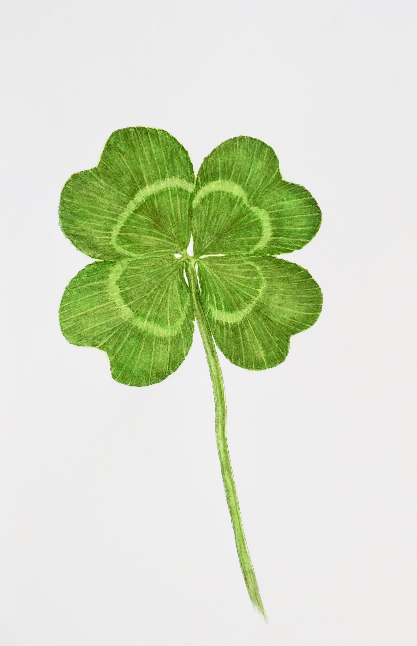 Aquarelle botanique de trèfle des prés (Trifolium pratense, Fabaceae), spécimen à quatre folioles vertes
