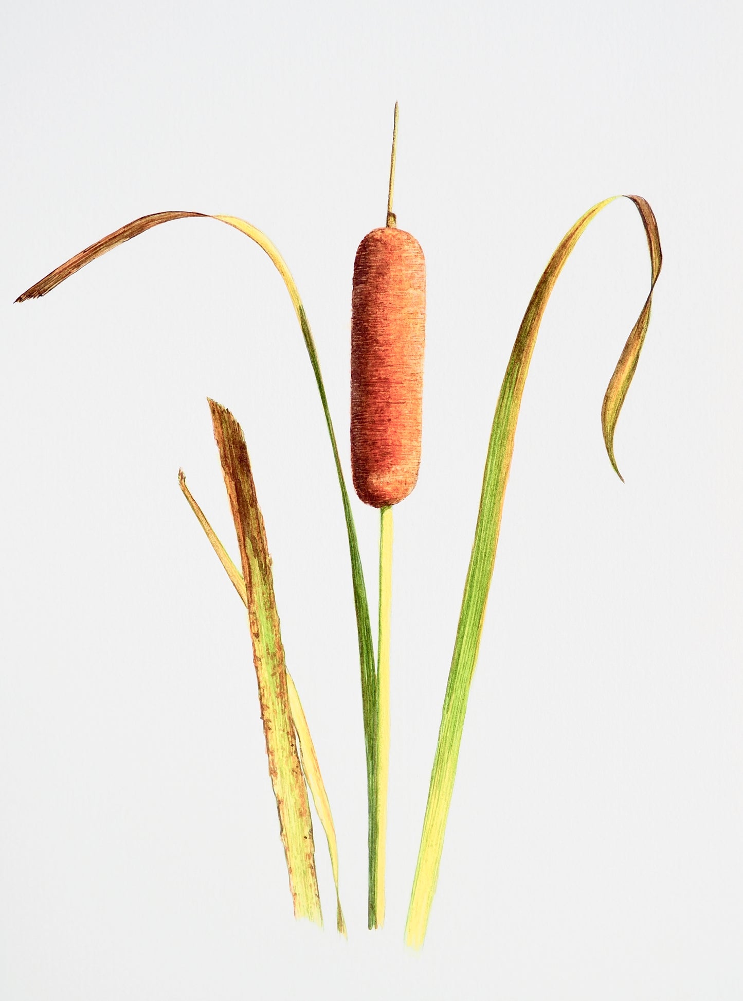 Illustration botanique à l'aquarelle de massette à larges feuilles (Typha latifolia), plante aquatique aux épis bruns caractéristiques