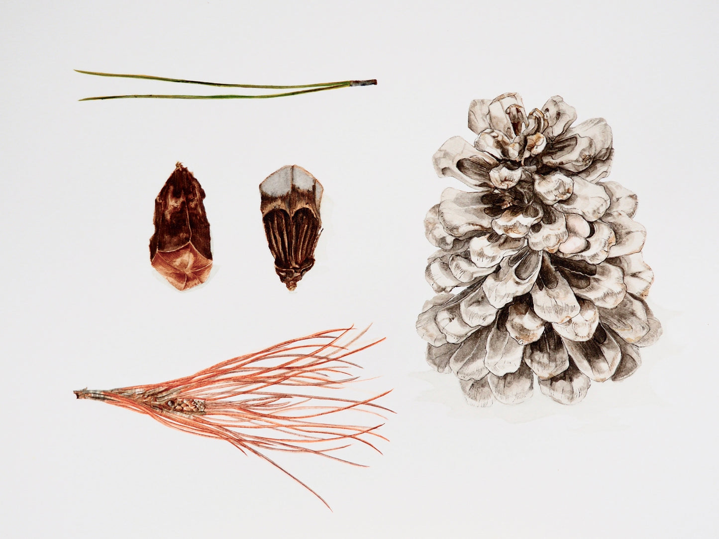 Illustration botanique à l'aquarelle de pin parasol de Provence (Pinus pinea) avec aiguilles, cône de pin (pomme de pin) et coquille de pignon