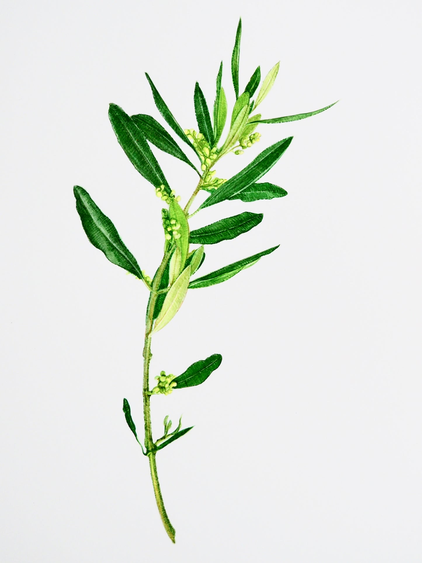 Illustration botanique à l'aquarelle de jeune rameau d'olivier (Olea europaea) en floraison avec feuilles lancéolées