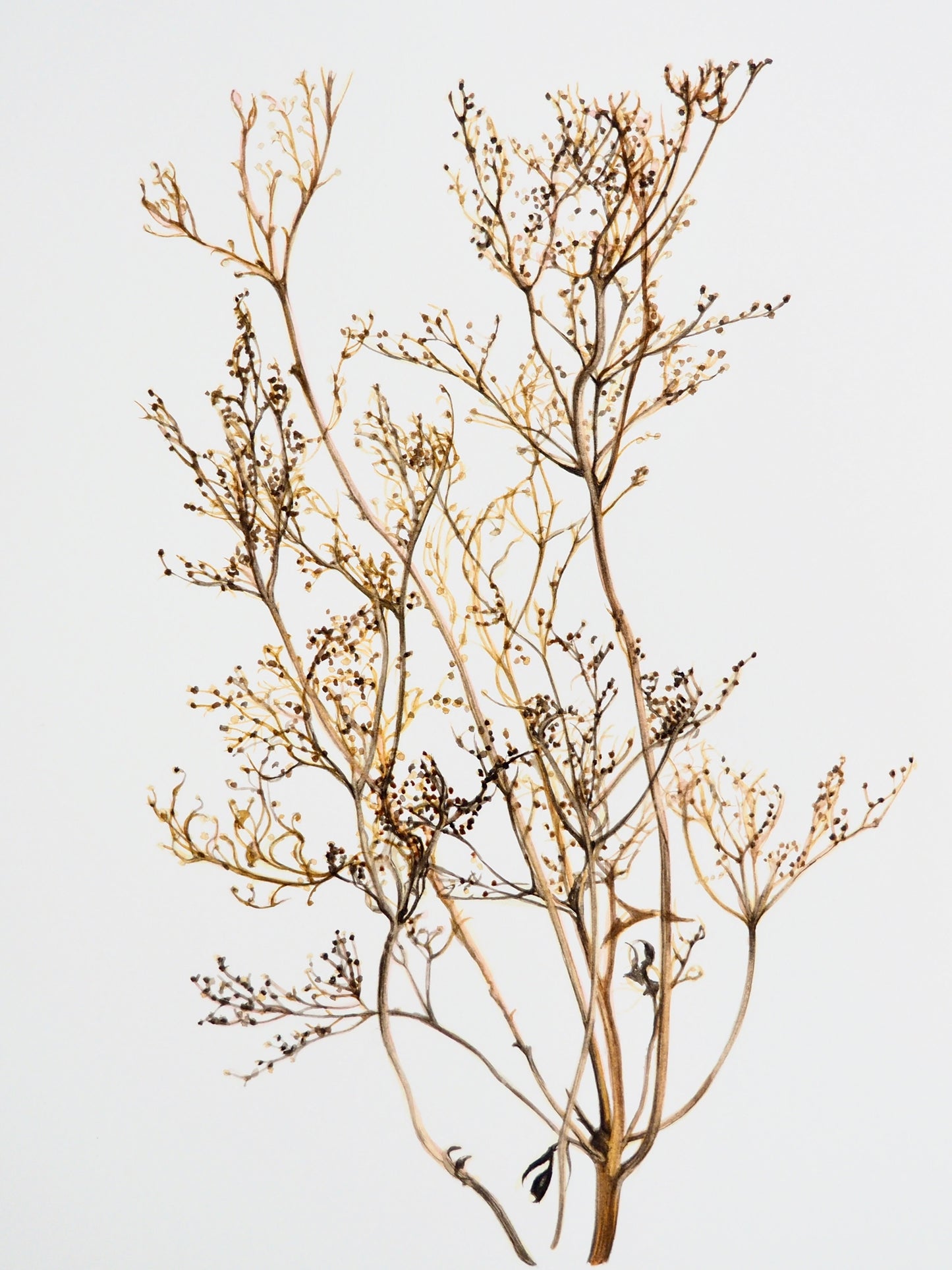 Illustration botanique à l'aquarelle de graminée d'hiver séchée, couleur marron