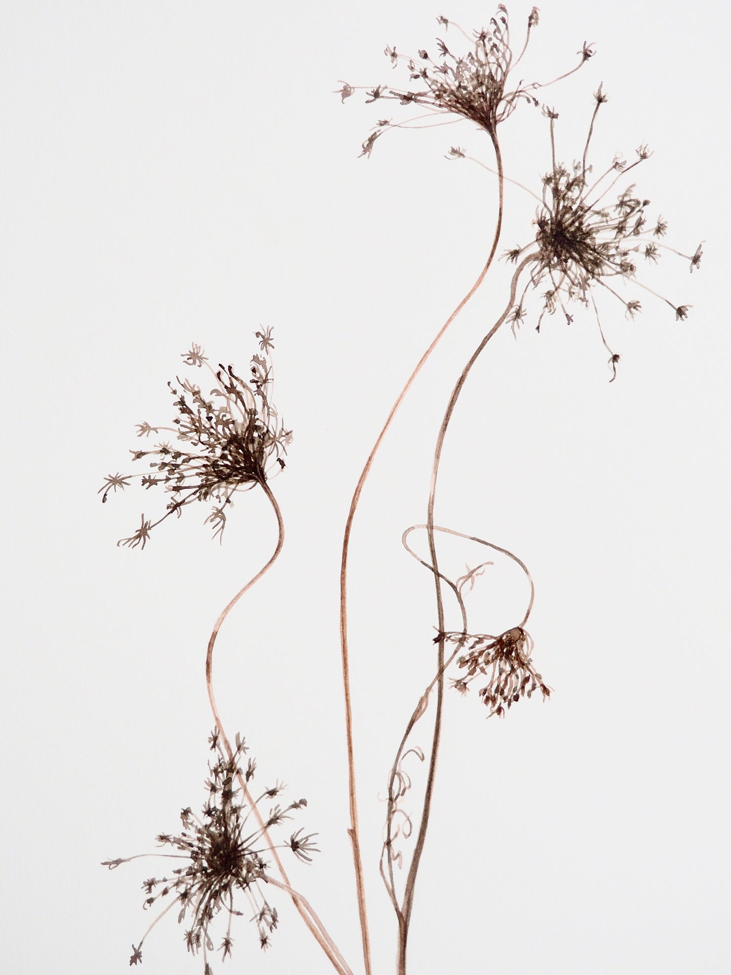 llustration botanique d'Heracleum sphondylium (berces fanées) à l'aquarelle, graminée d'hiver séchée