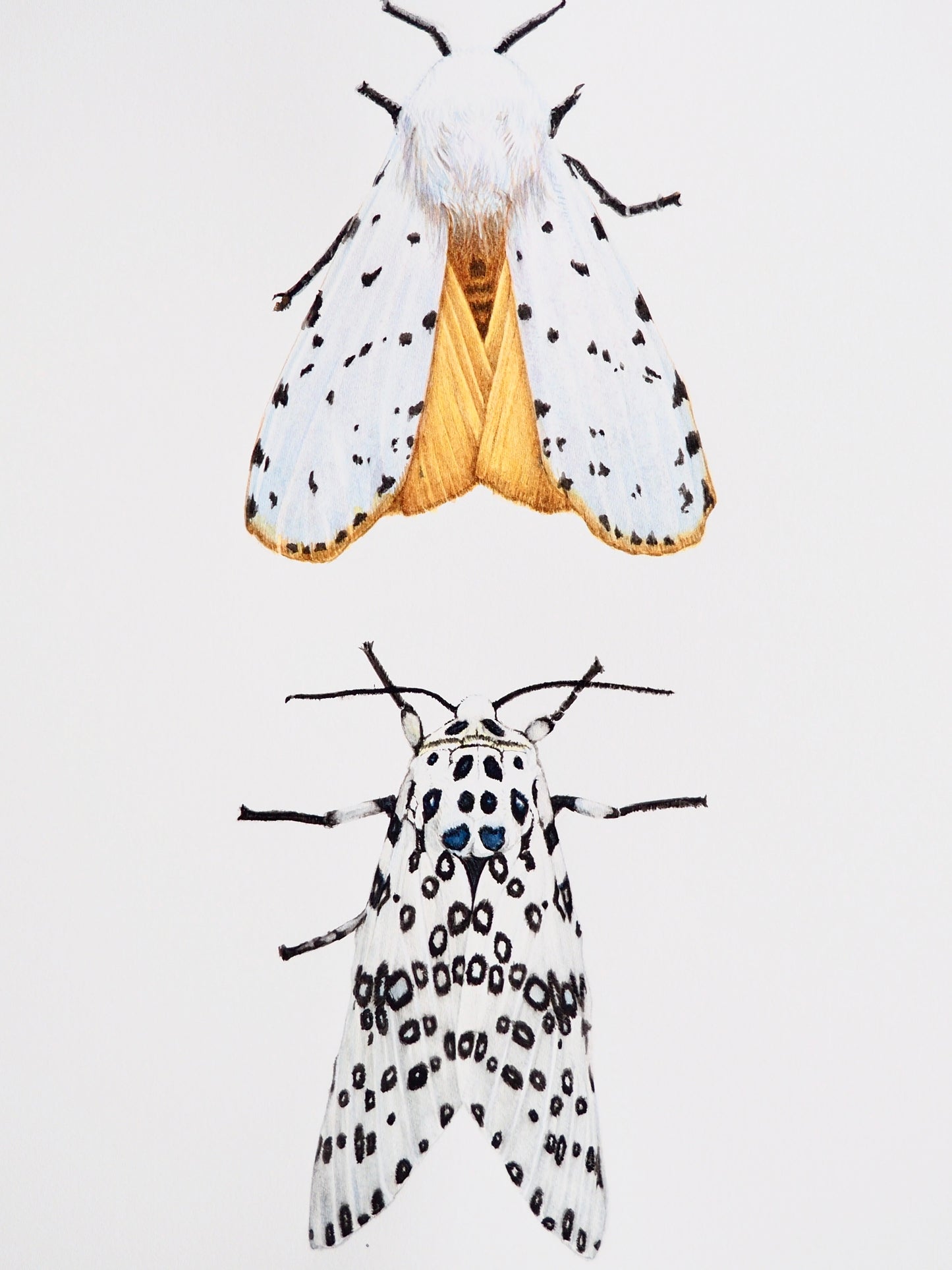 Illustration naturaliste à l'aquarelle de papillons de nuit : Hypercompe scribonia noir et blanc, et Estigmene acrea à fourrure blanche et ailes dorées