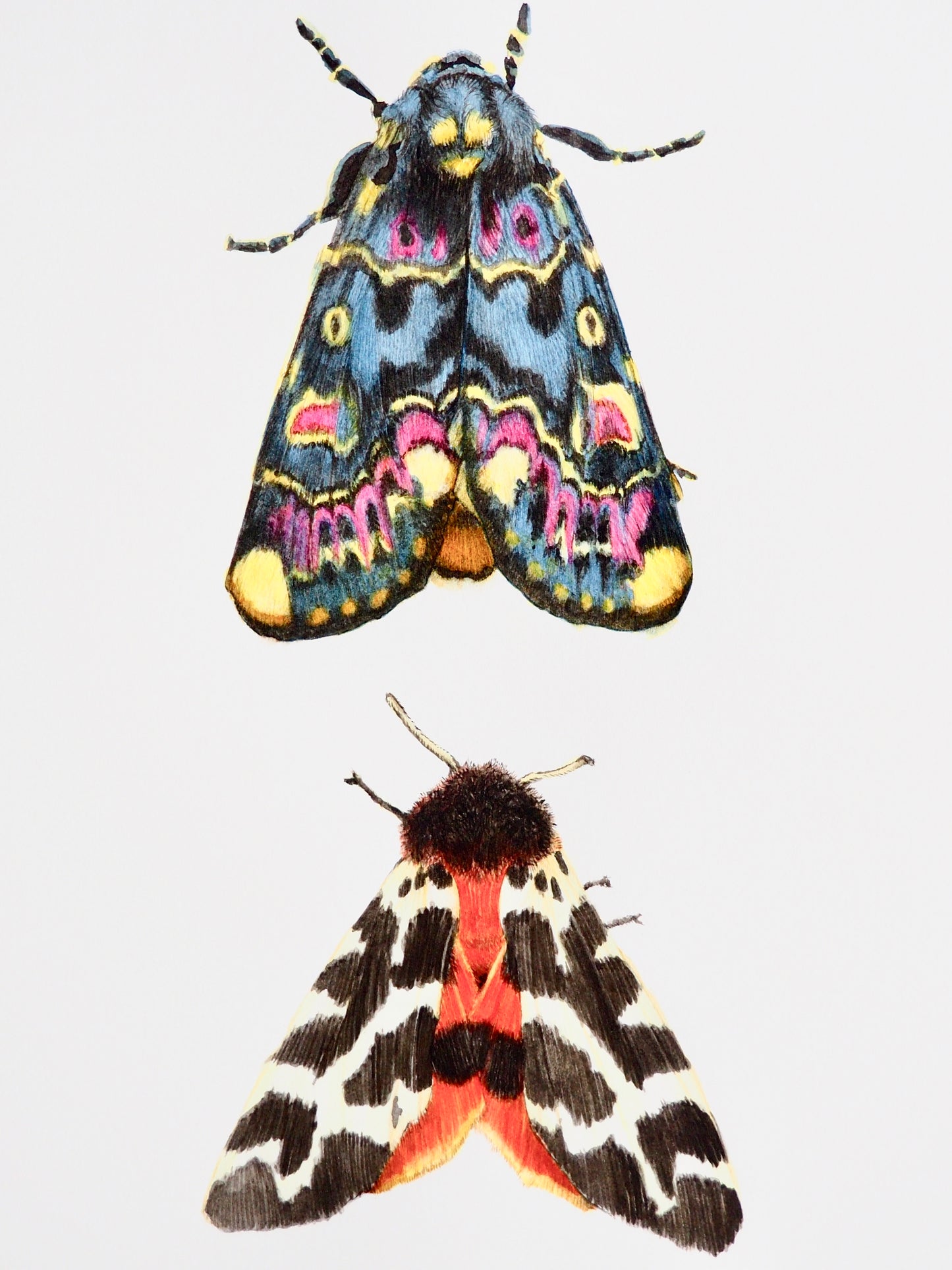 Illustration naturaliste à l'aquarelle de papillons de nuit : Écaille martre (Arctia caja) rouge et noire, et Lily moth (Polytela gloriosae) bleu, rose et jaune