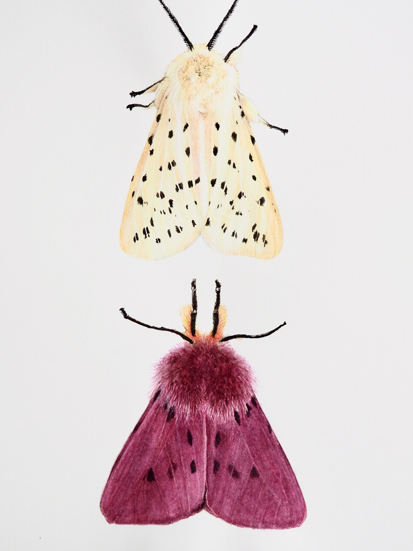 Illustration naturaliste à l'aquarelle de papillons de nuit : Diaphora mendica à fourrure mauve violiné, et Spilosoma lubricipeda à fourrure blanche tachetée