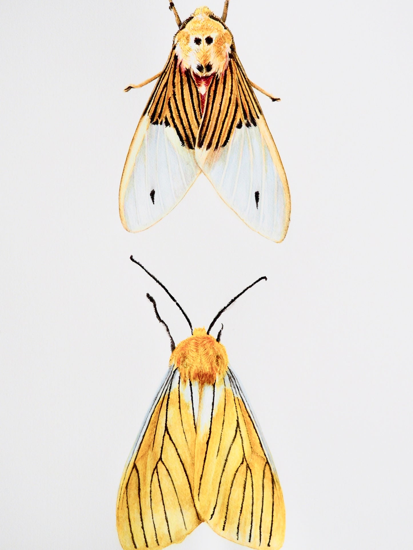 Illustration naturaliste à l'aquarelle de papillons de nuit : Idalus tuisiana aux ailes transparentes et tigrées, et Pachydota nervosa aux nuances jaunes