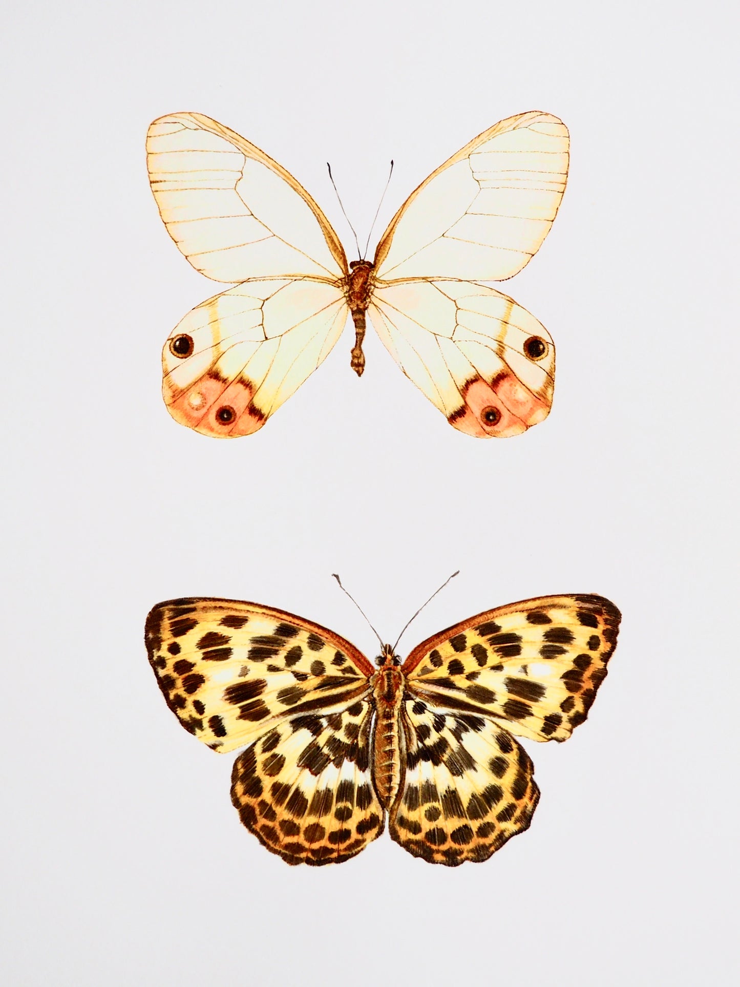 Illustration naturaliste à l'aquarelle de lépidoptères : Mélitée orangée et Cithaerias pyropina, nuances orangées