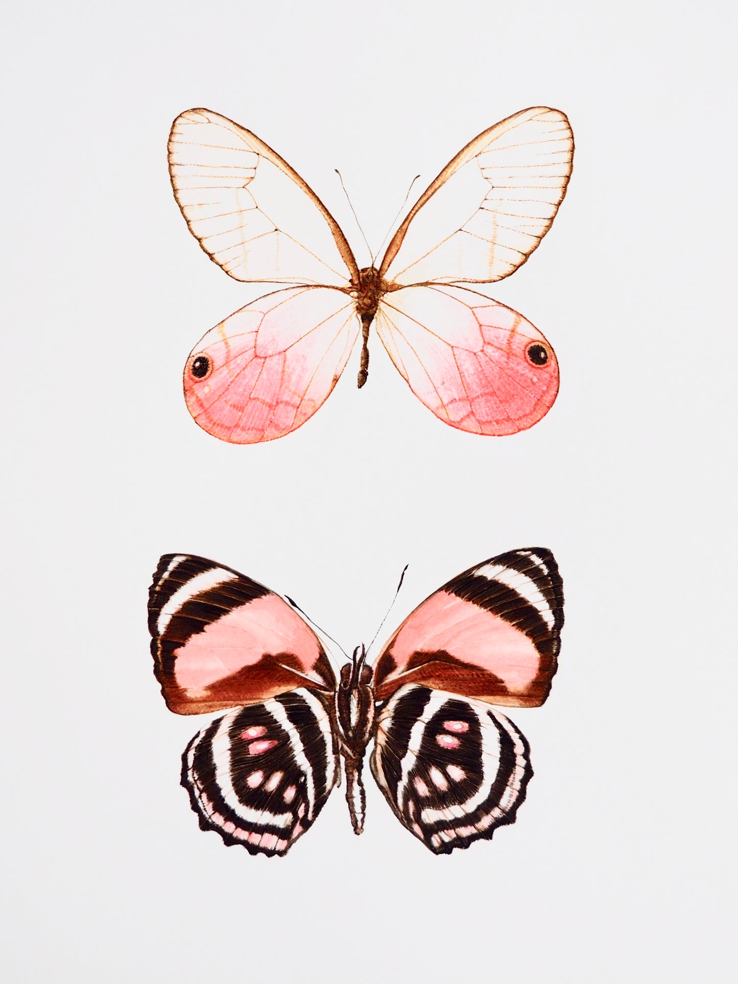 Aquarelle de deux papillons aux nuances roses : ailes noires et roses, Cithaerias pyropina, illustration naturaliste